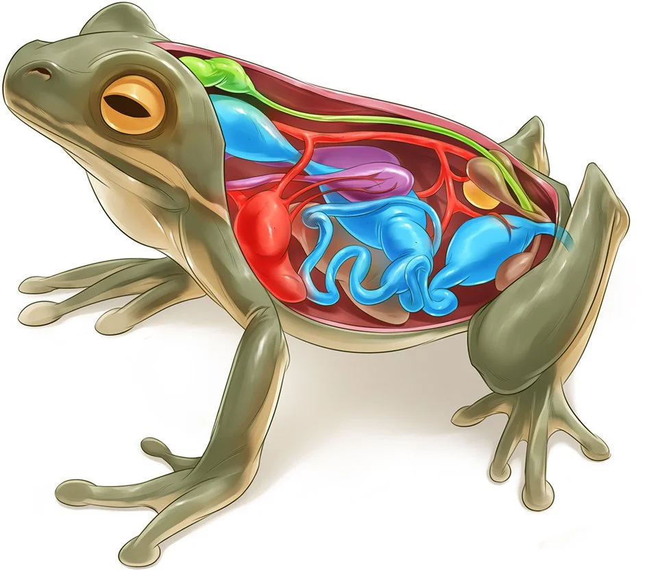 13_7_P Frog Insides Structures v3.jpg