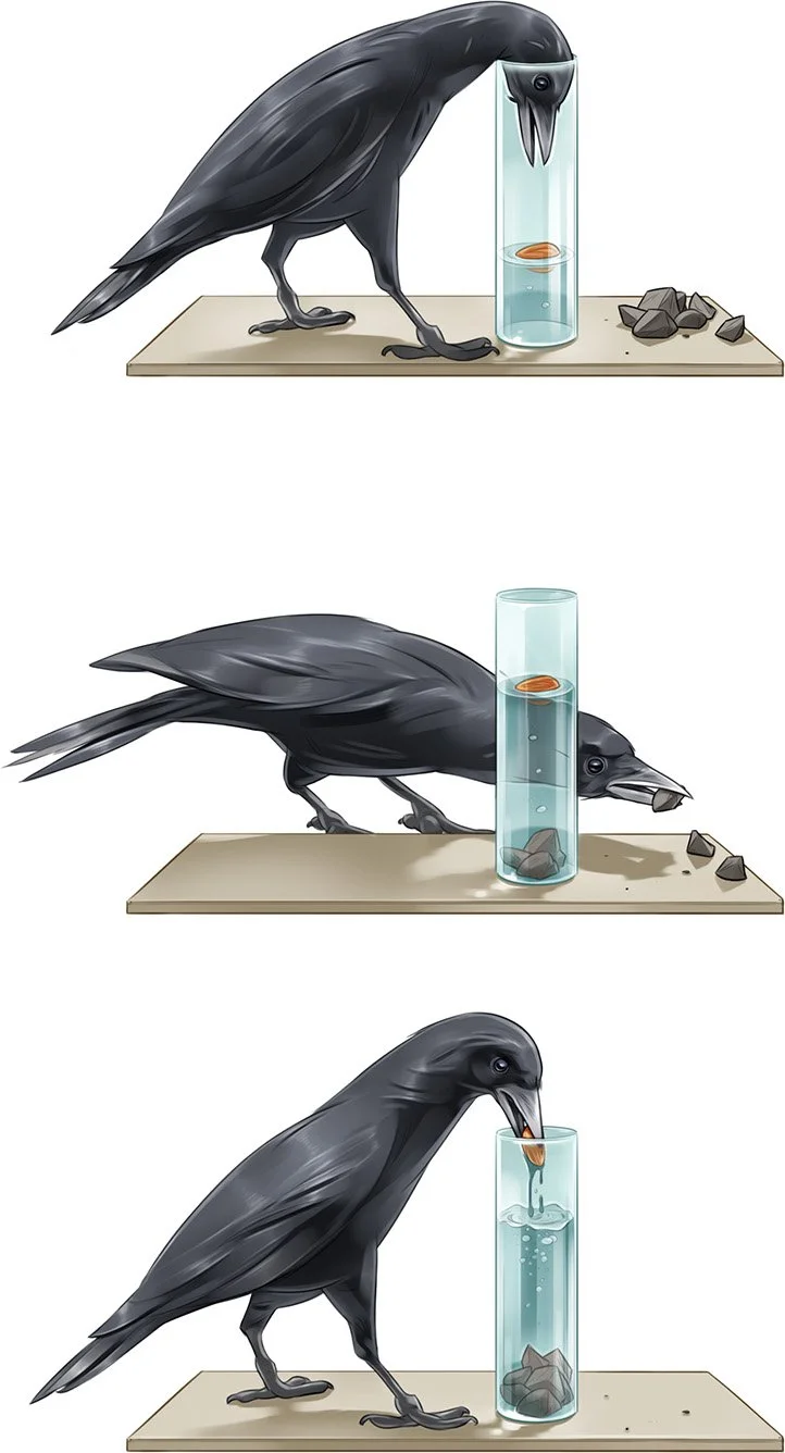 15_25 Smart Crow.jpg
