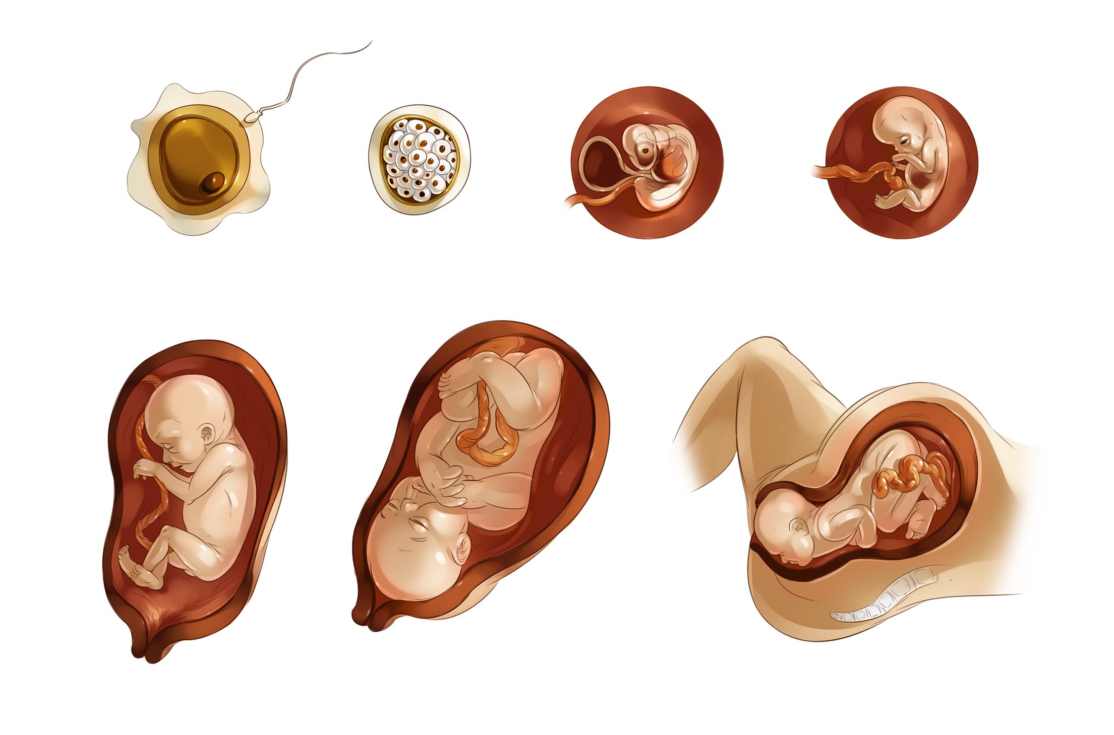 17_x_P_Pregnacy_PreFinal_all.jpg