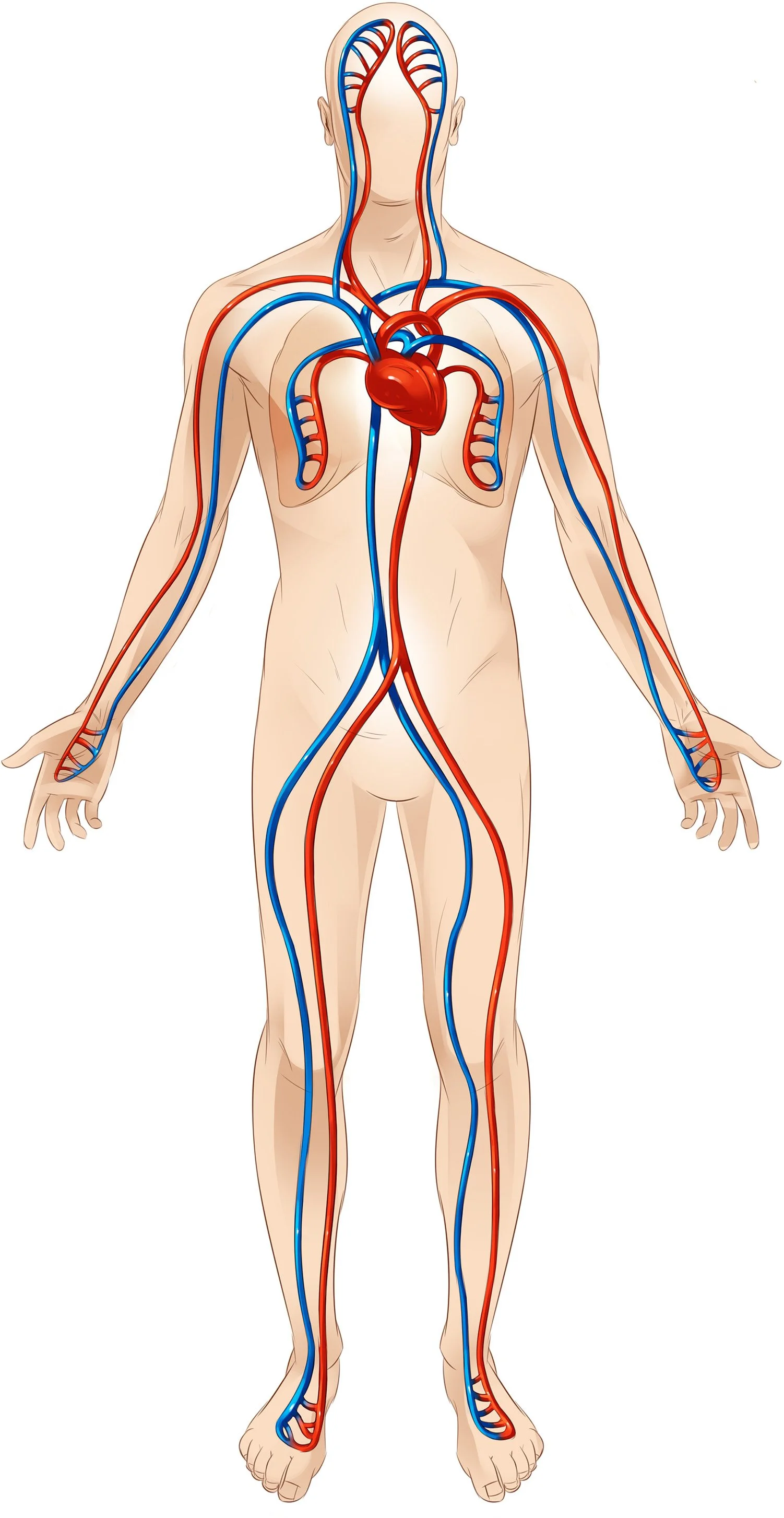6_10_P_PulmonaryCirculation_prefinal2.jpg
