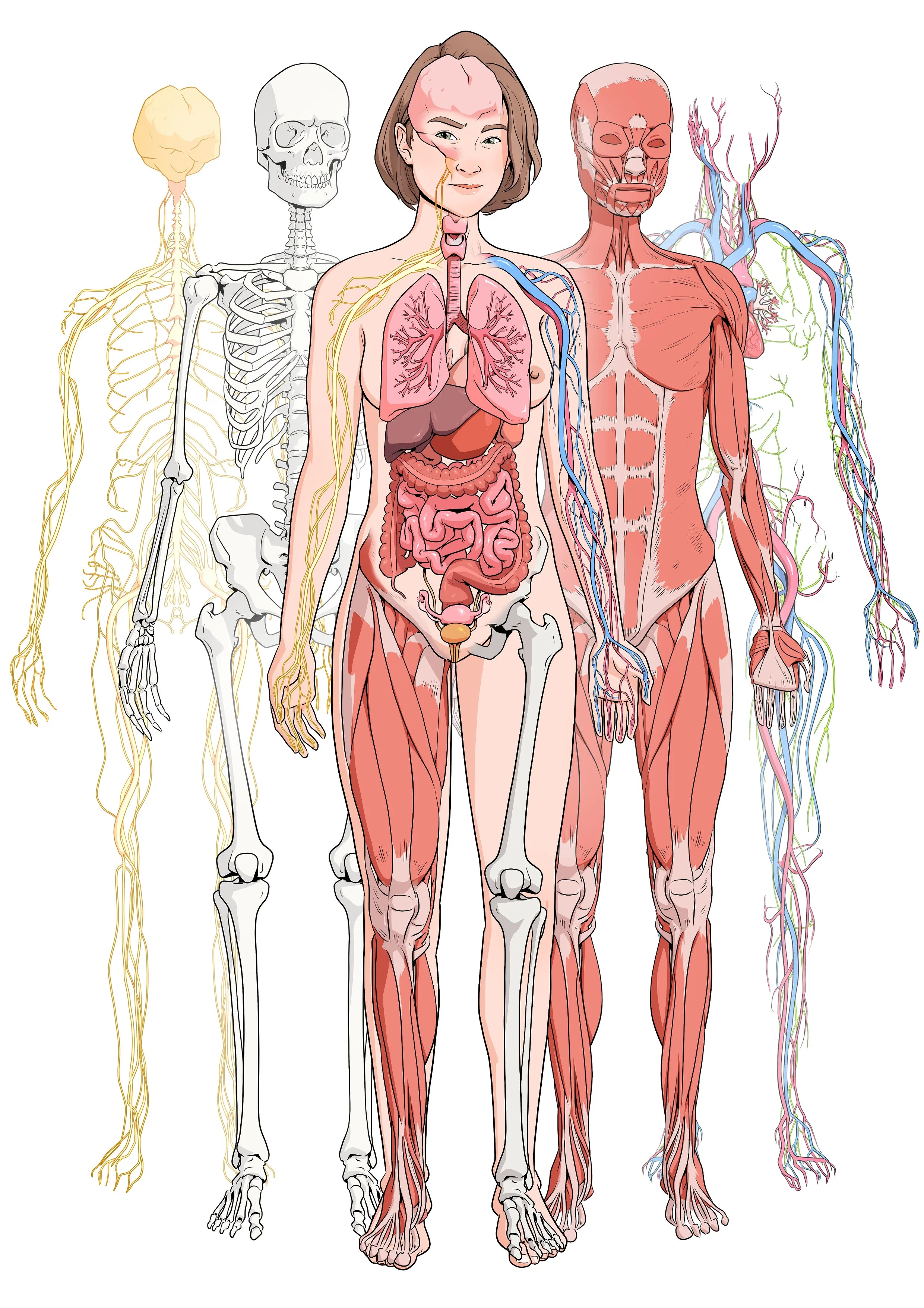 Illustration human.jpg