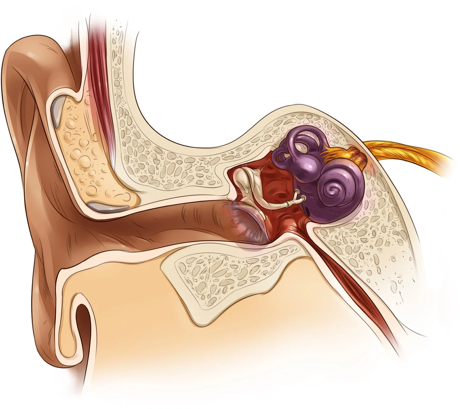 12_6_P_EarStructure_preFinal_fix.jpg