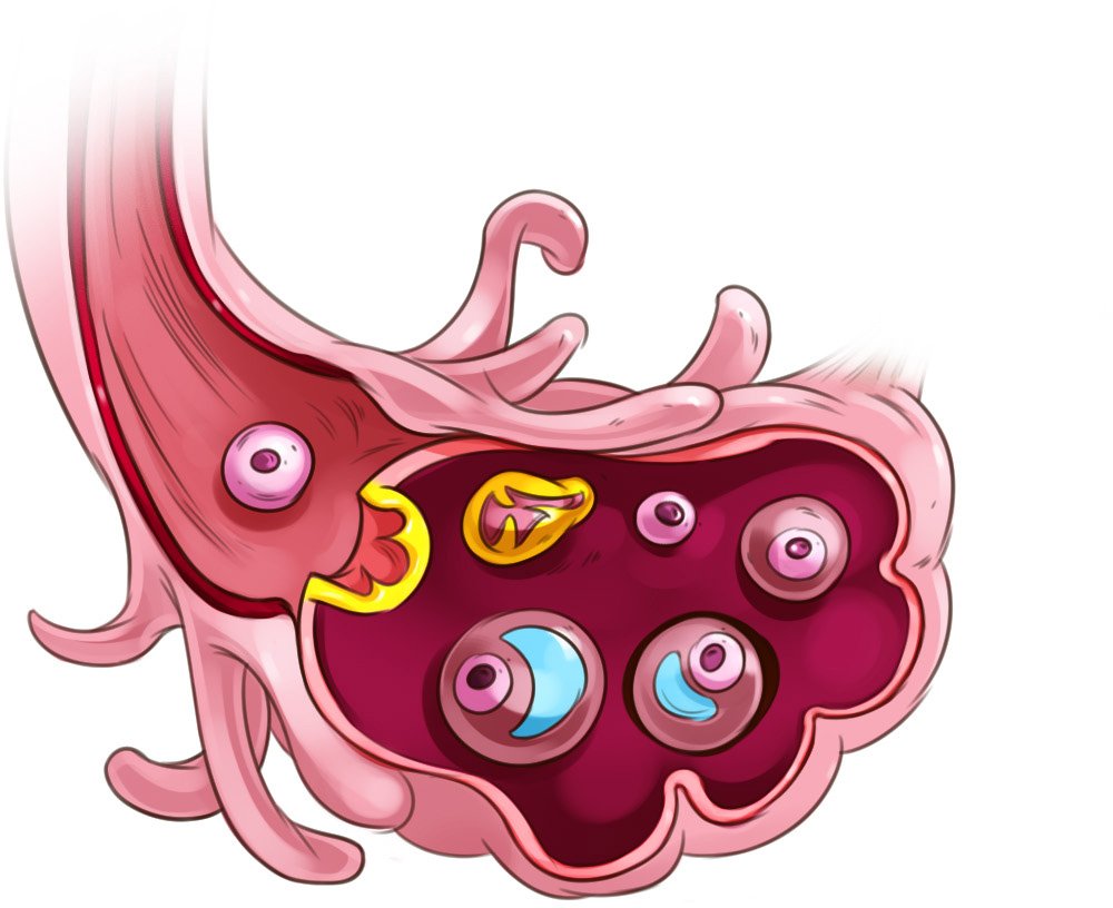 17_4_P_FemaleReproductiveSystem_PrePregnancy_5.jpg