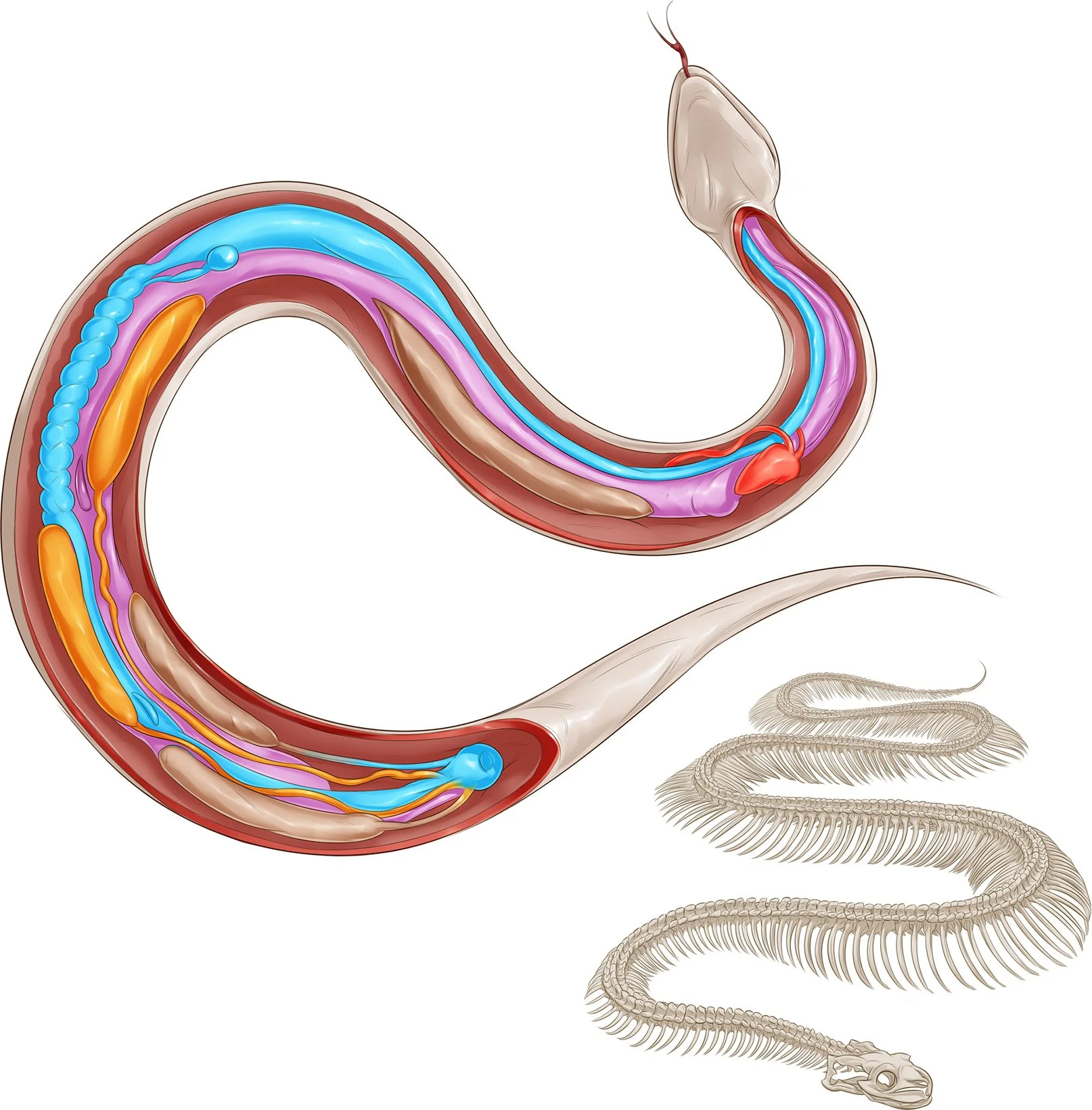 14_11P Snake Anatomyv3.jpg