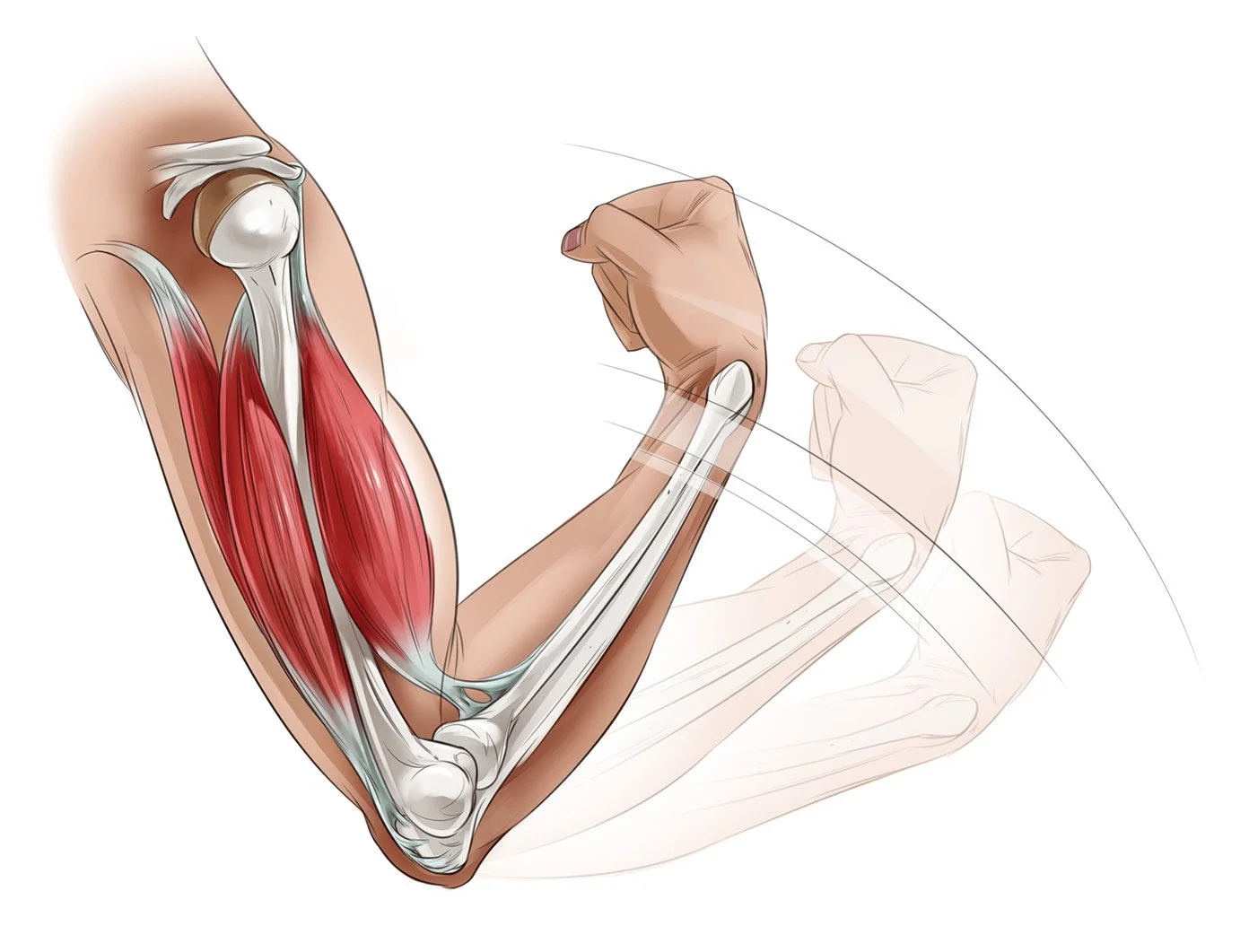 8_15_P_ArmMuscles_final_noLayers1.jpg