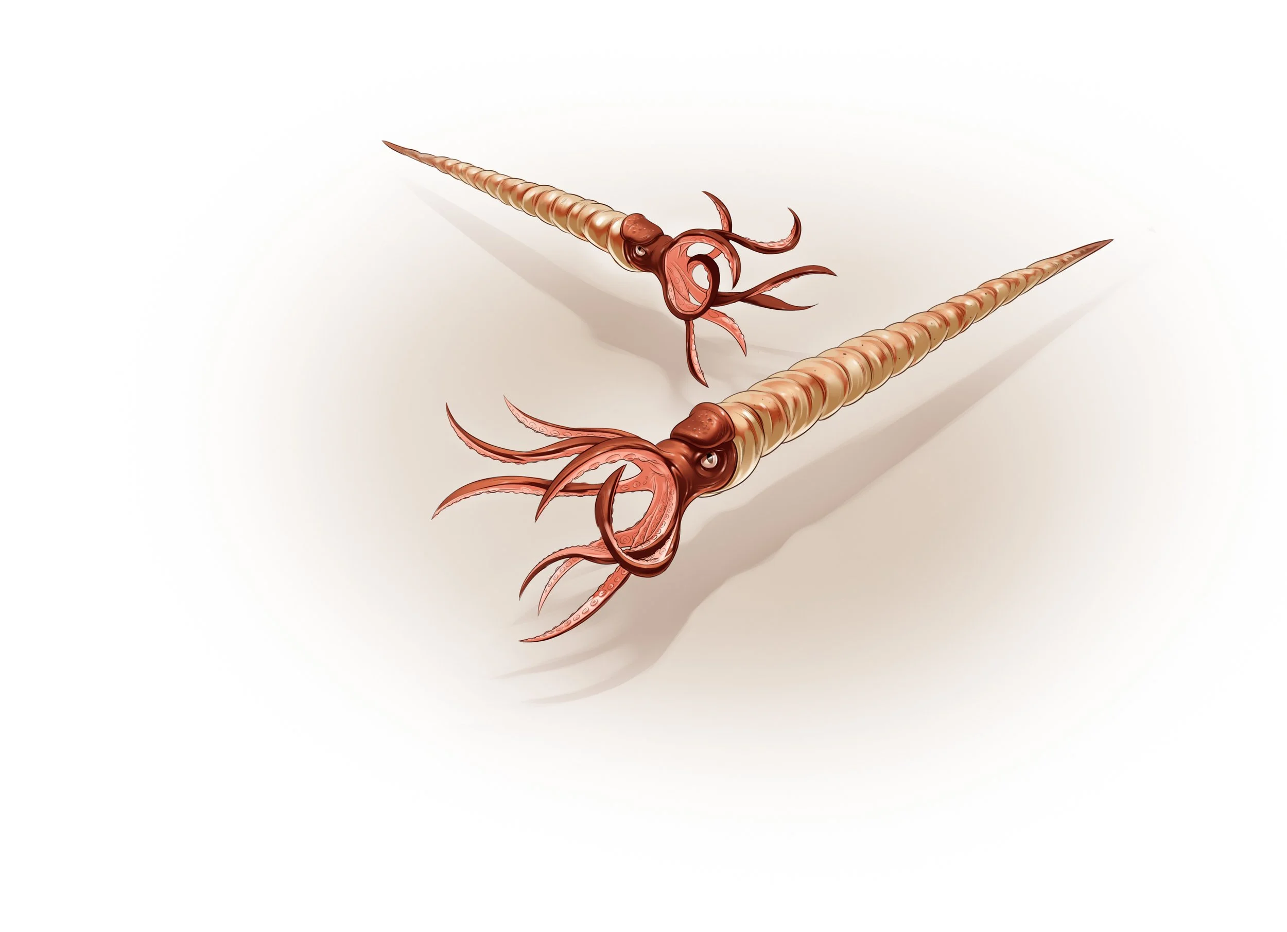  6_9P Orthoceras actual size.jpg
