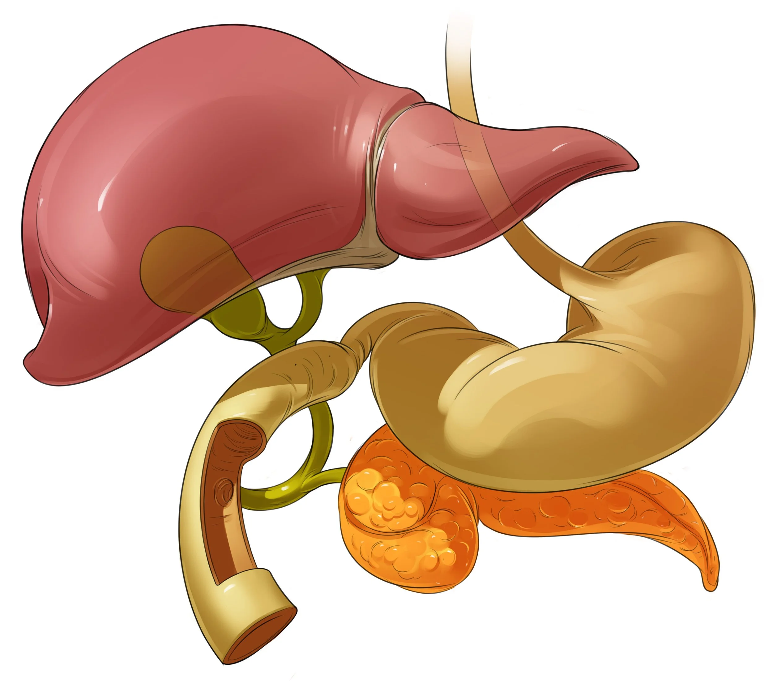 4_9_P_GutLiver_v3.jpg
