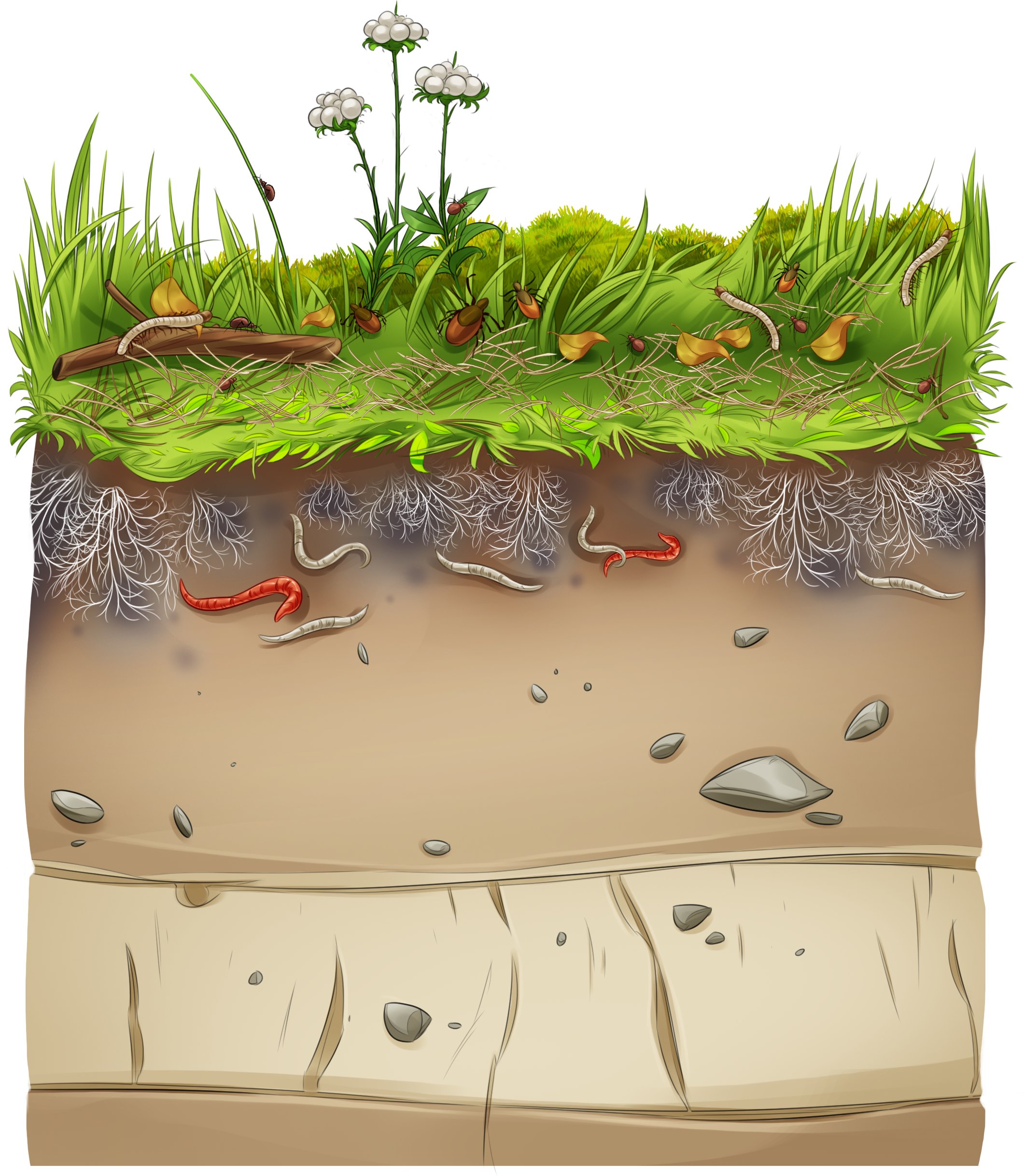 9_2P Cross-Section Through Forestland 7 RGB.jpg
