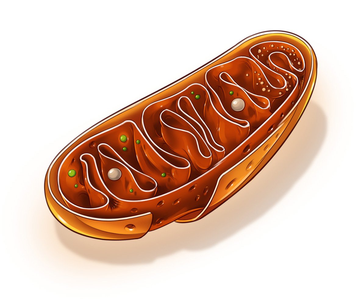 2_13_P_Mitochondria_PreFinal.jpg