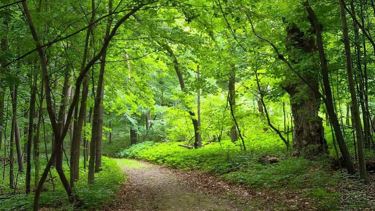 Deep forest trail with sunlight breaking through lush, green trees.