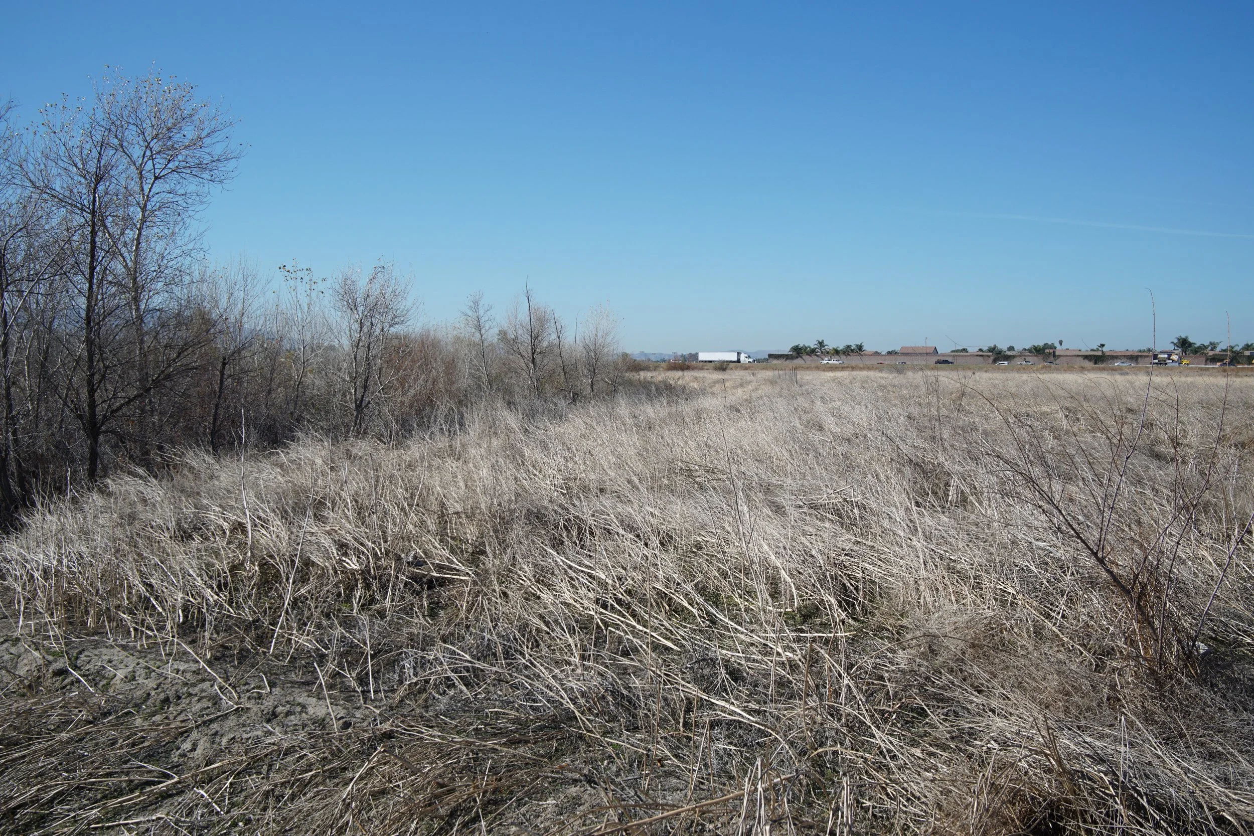 A dry grassy field with some leafless trees on the left and cars and buildings in the distance under a clear blue sky.