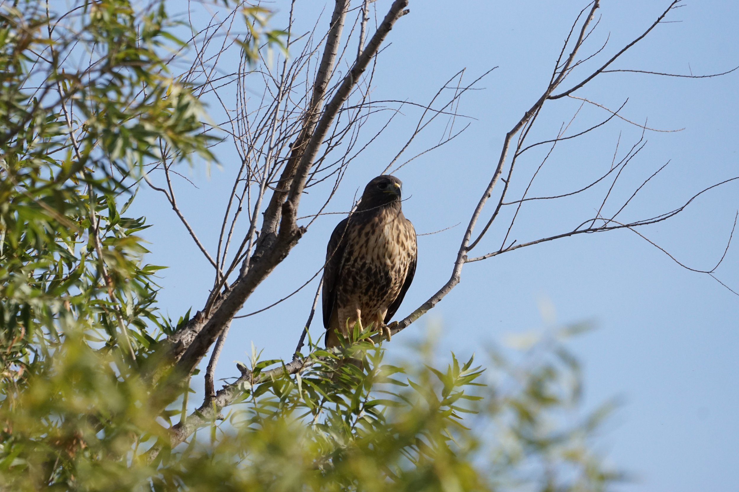 A bird of prey perched on a tree branch, surrounded by sparse leaves, against a clear blue sky.