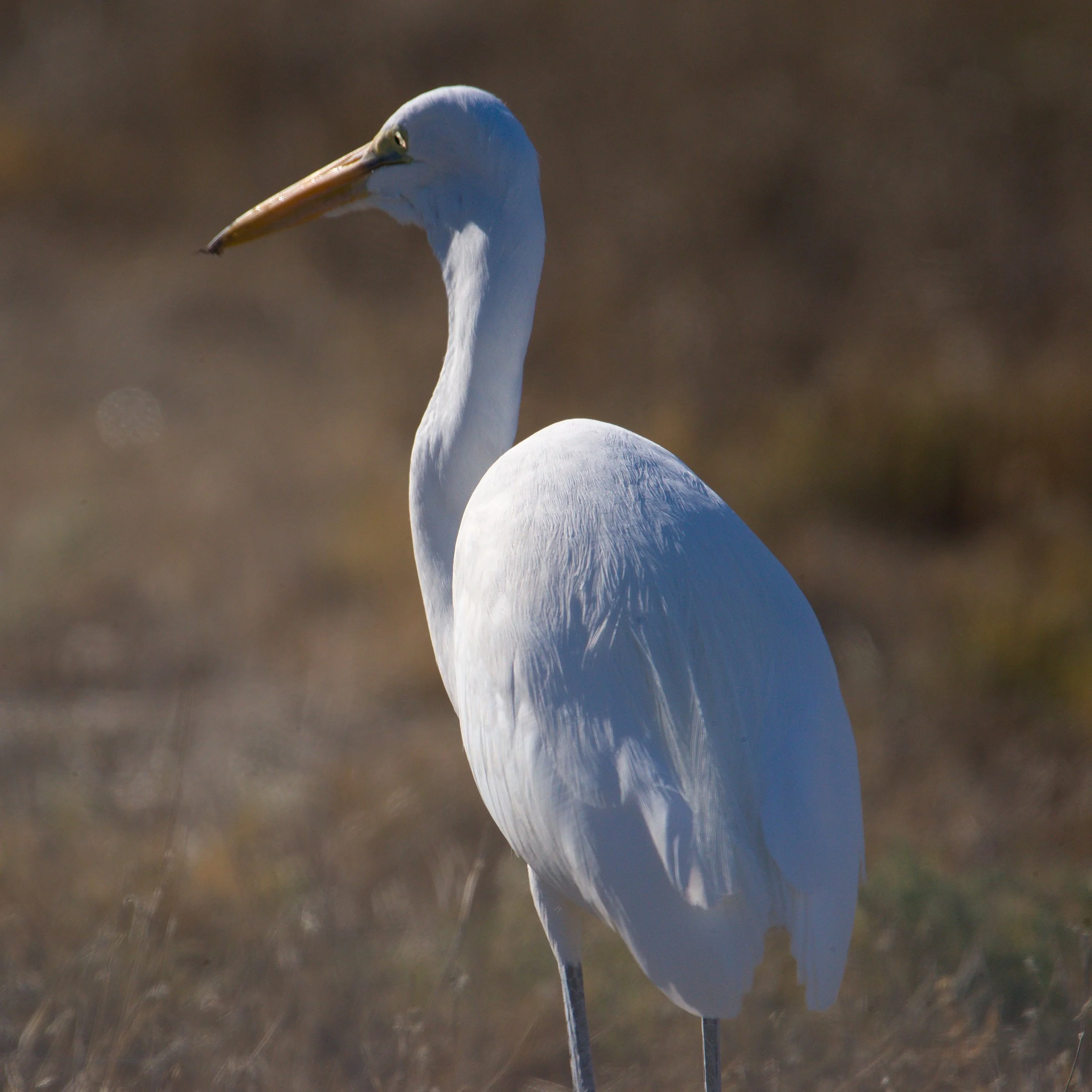 Close-up of a white heron with a long beak and neck, standing on water or wet ground, with a blurred natural background.