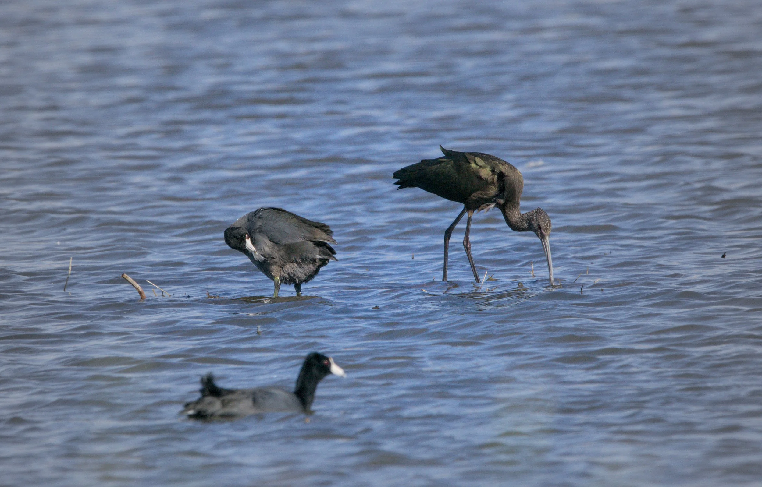 Two shorebirds wading in water, one with greenish feathers, long legs, and long beak pecking at the water, the other with darker feathers and white markings near its beak.