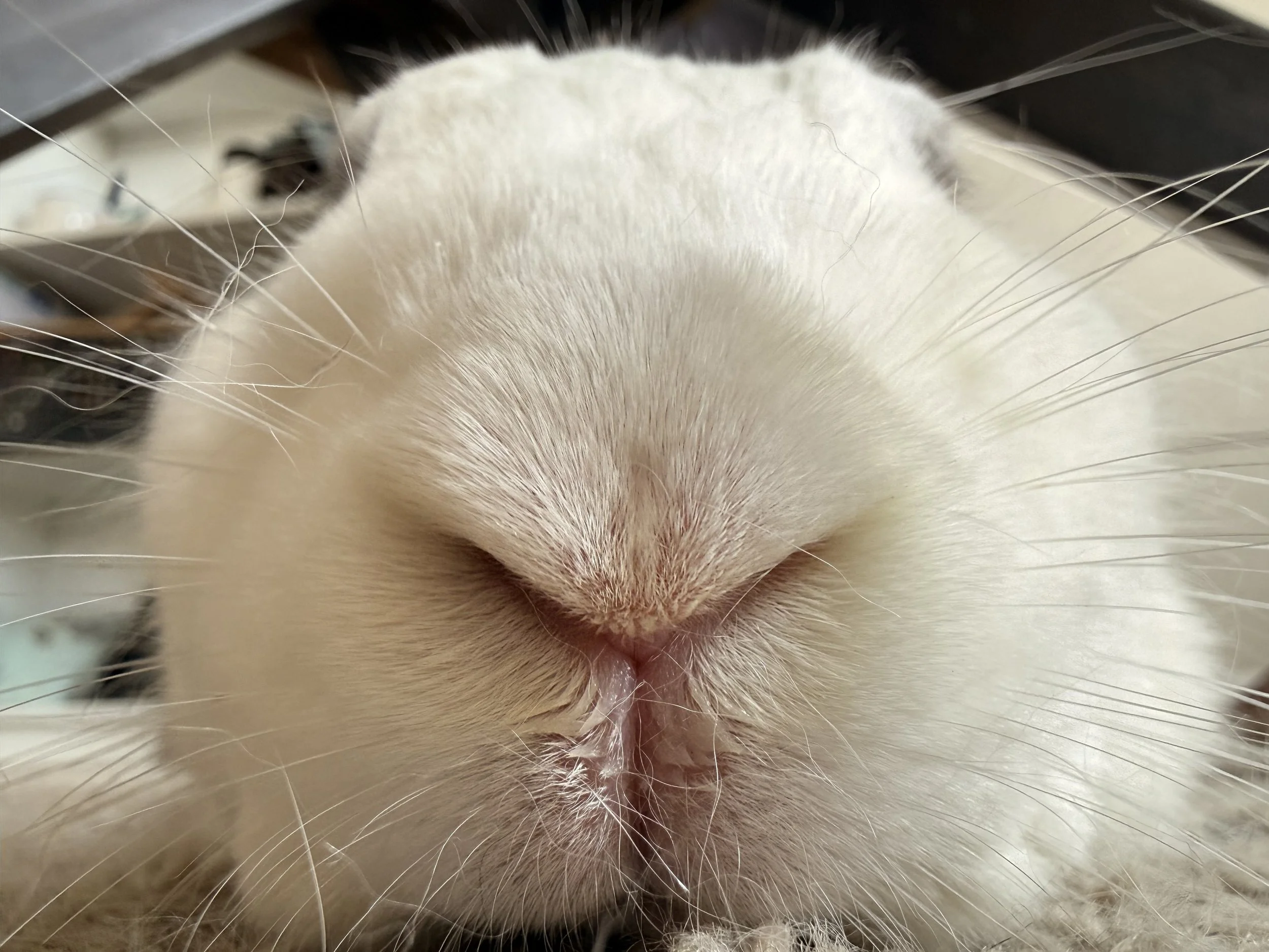 Close-up of a rabbit's nose and whiskers, with the rabbit's face slightly obscured.