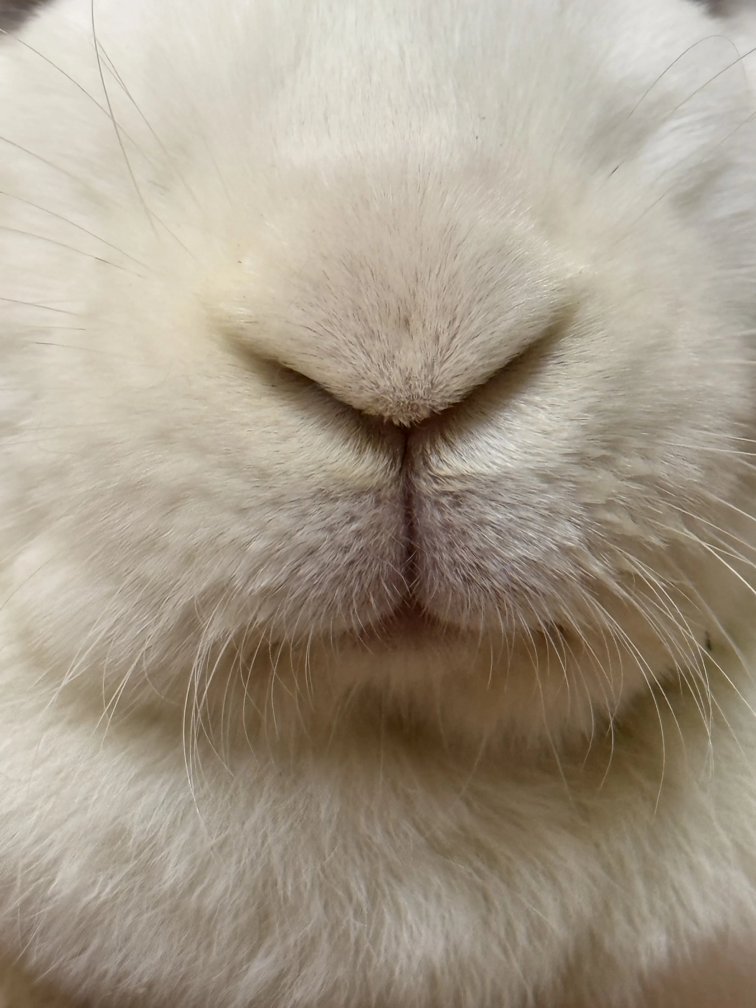 Close-up of a rabbit's nose and surrounding fur.