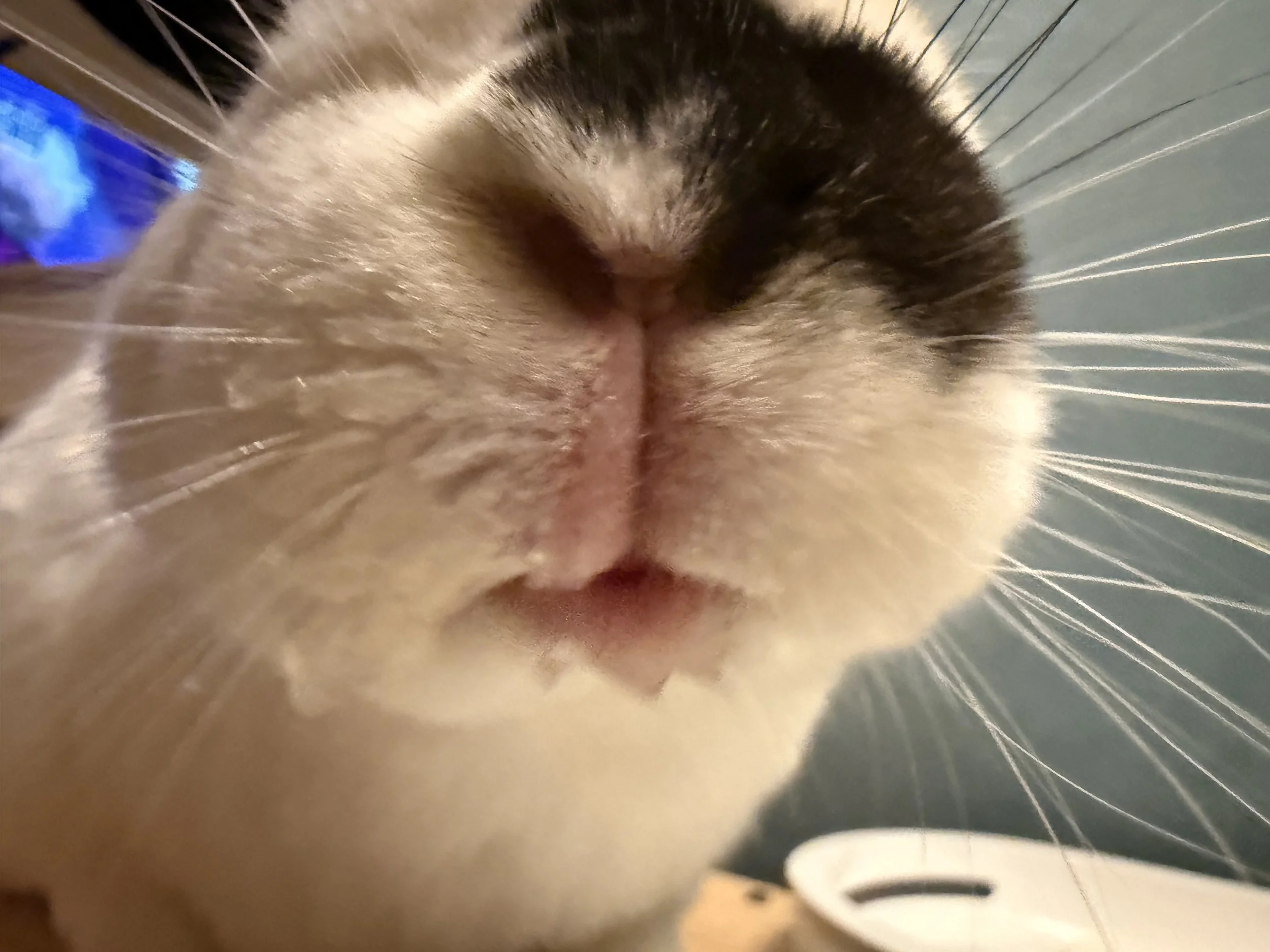 Close-up of a rabbit's nose and whiskers, with part of its face slightly blurred in the background.