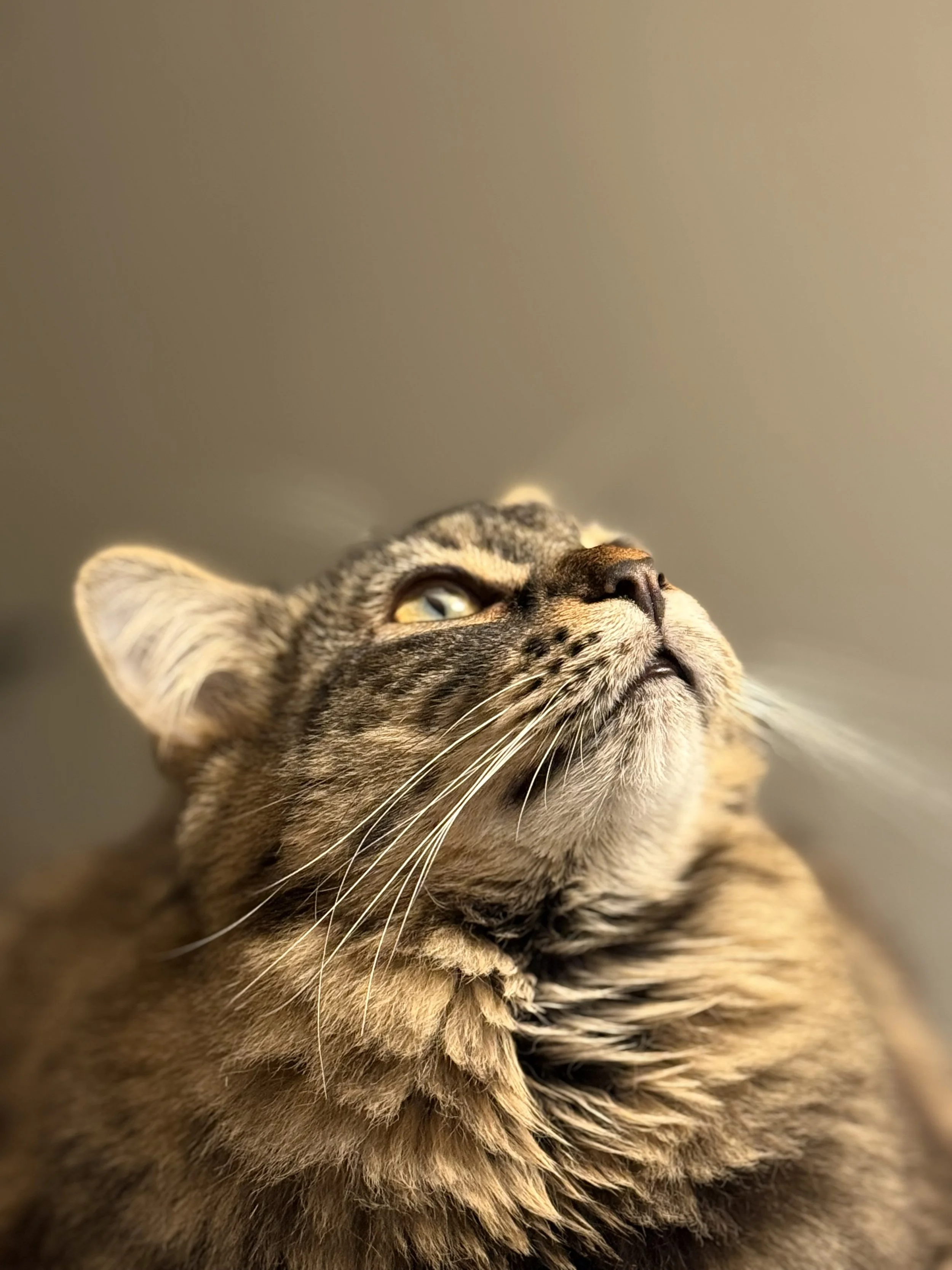 Close-up of a tabby cat with yellow eyes, looking upward, with a neutral beige background.