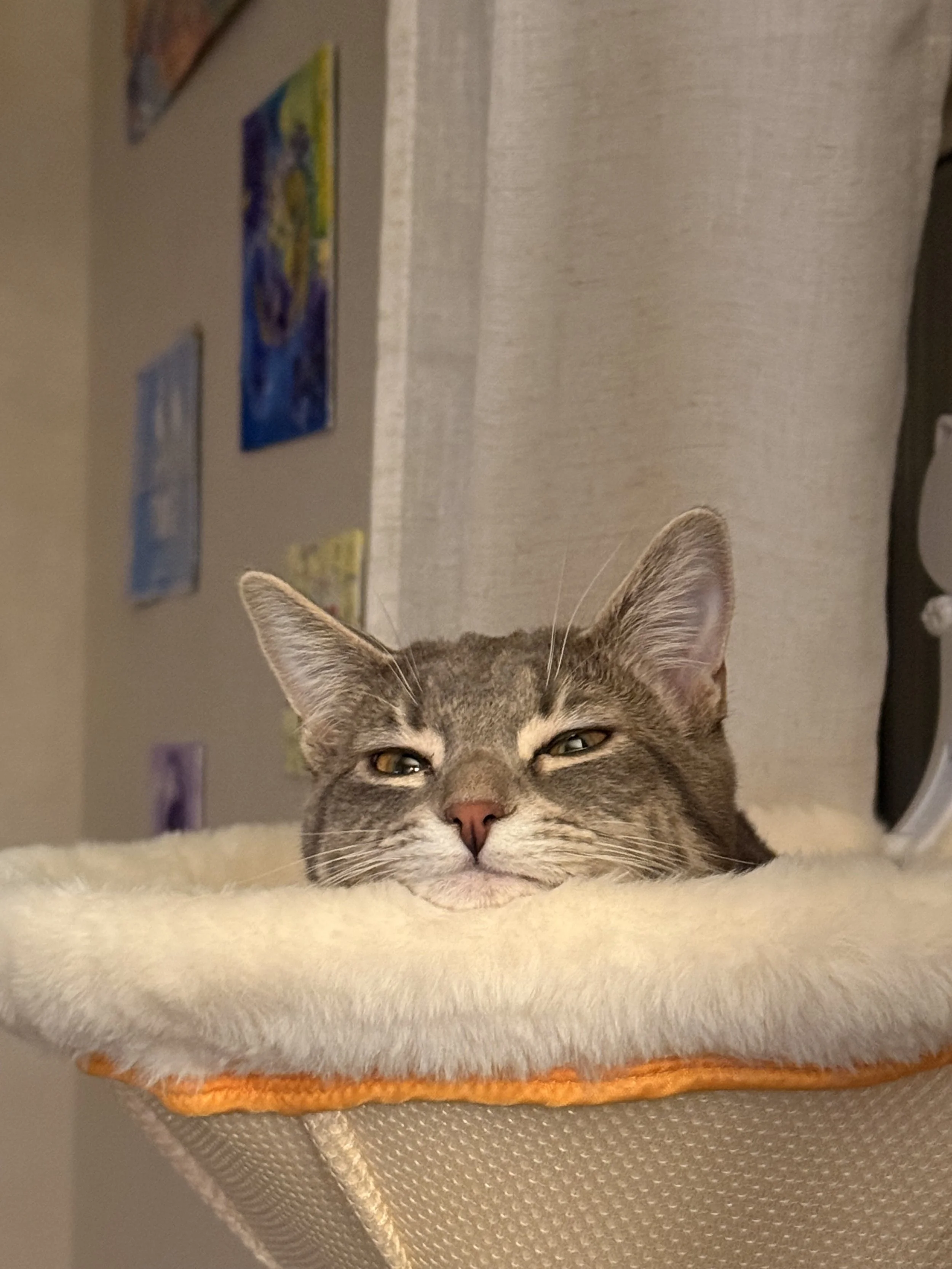 A close-up of a gray tabby cat resting on a soft, white surface, with a beige wall and a gray table with posters on it in the background.