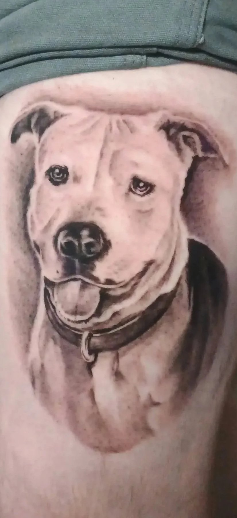 Close-up portrait of a happy light-colored pit bull wearing a collar.