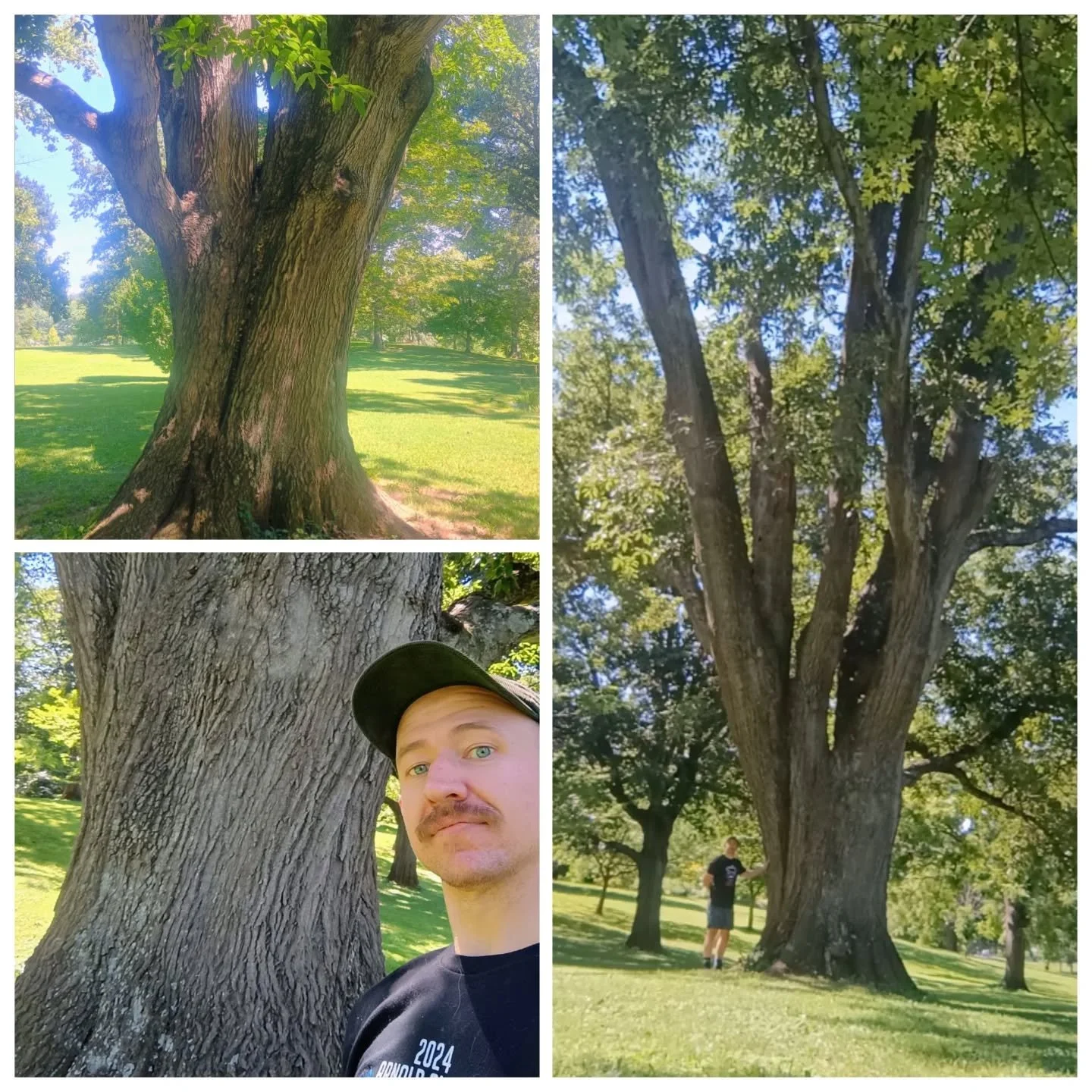 Collage showing a massive mature tree in a sunny park, with a man posing beside its trunk.