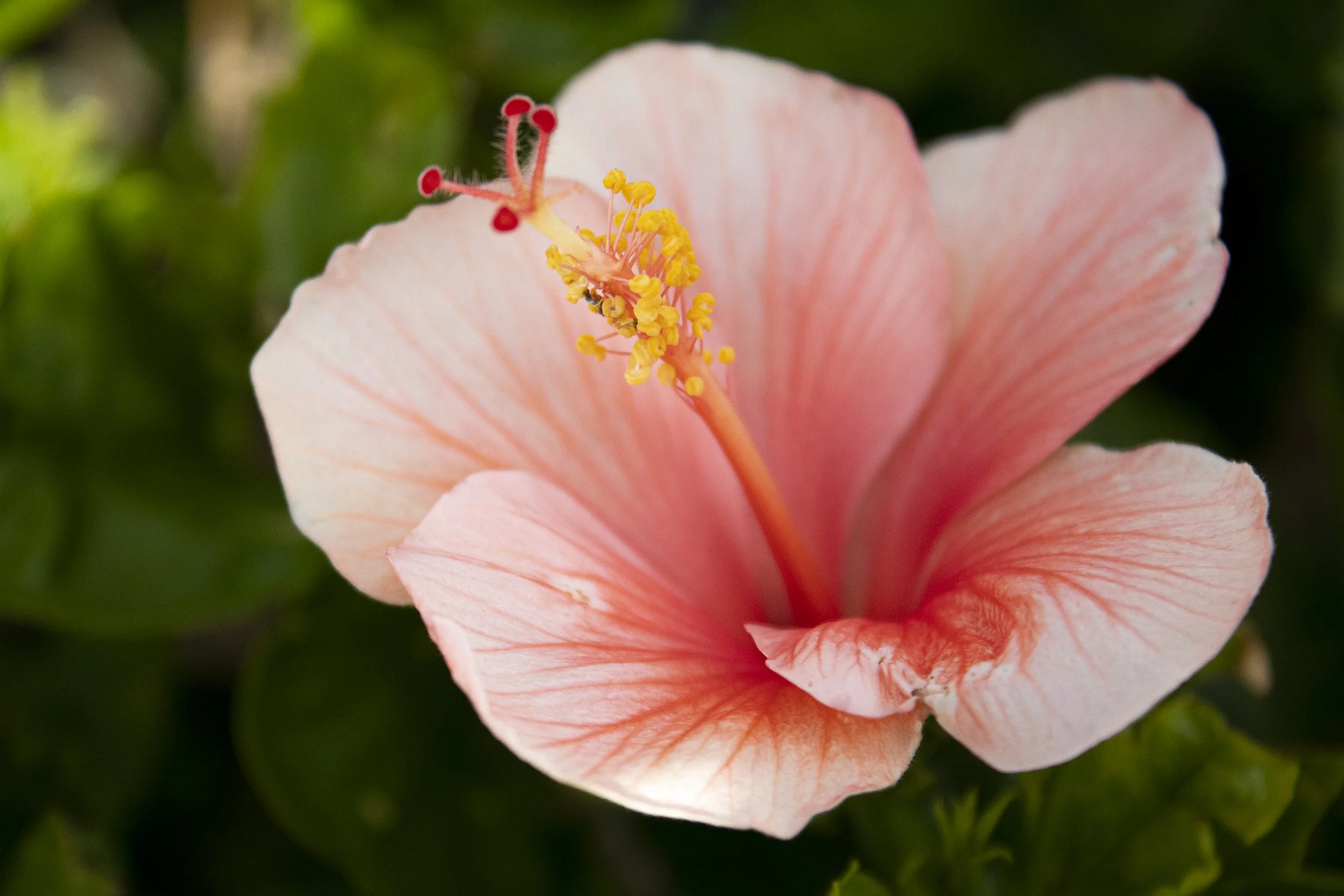 AnotherHibiscus.jpg