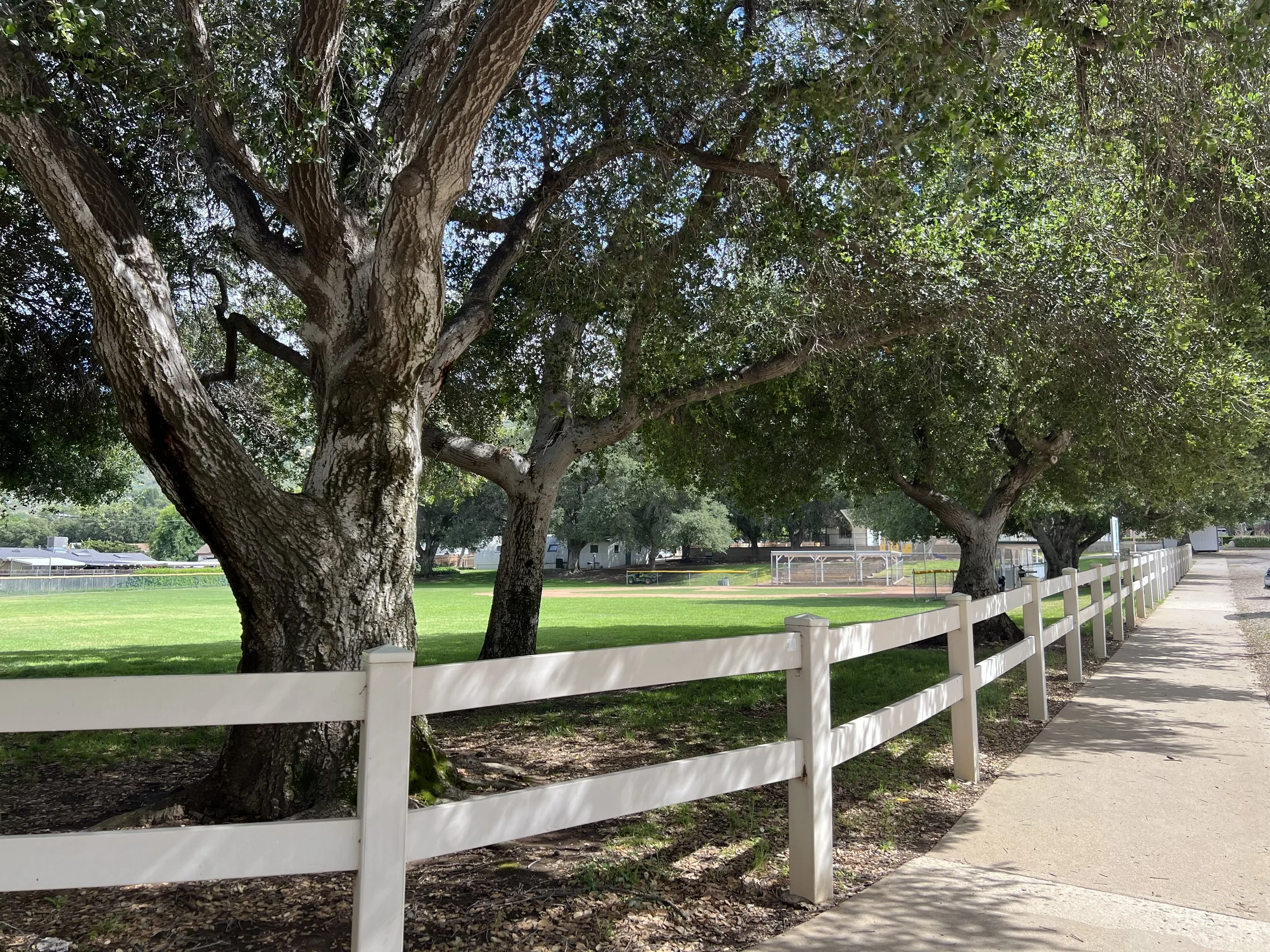  As the story developed, James and Tabitha choose these oaks trees for the visual references shared with illustrator Stephen Stone. 