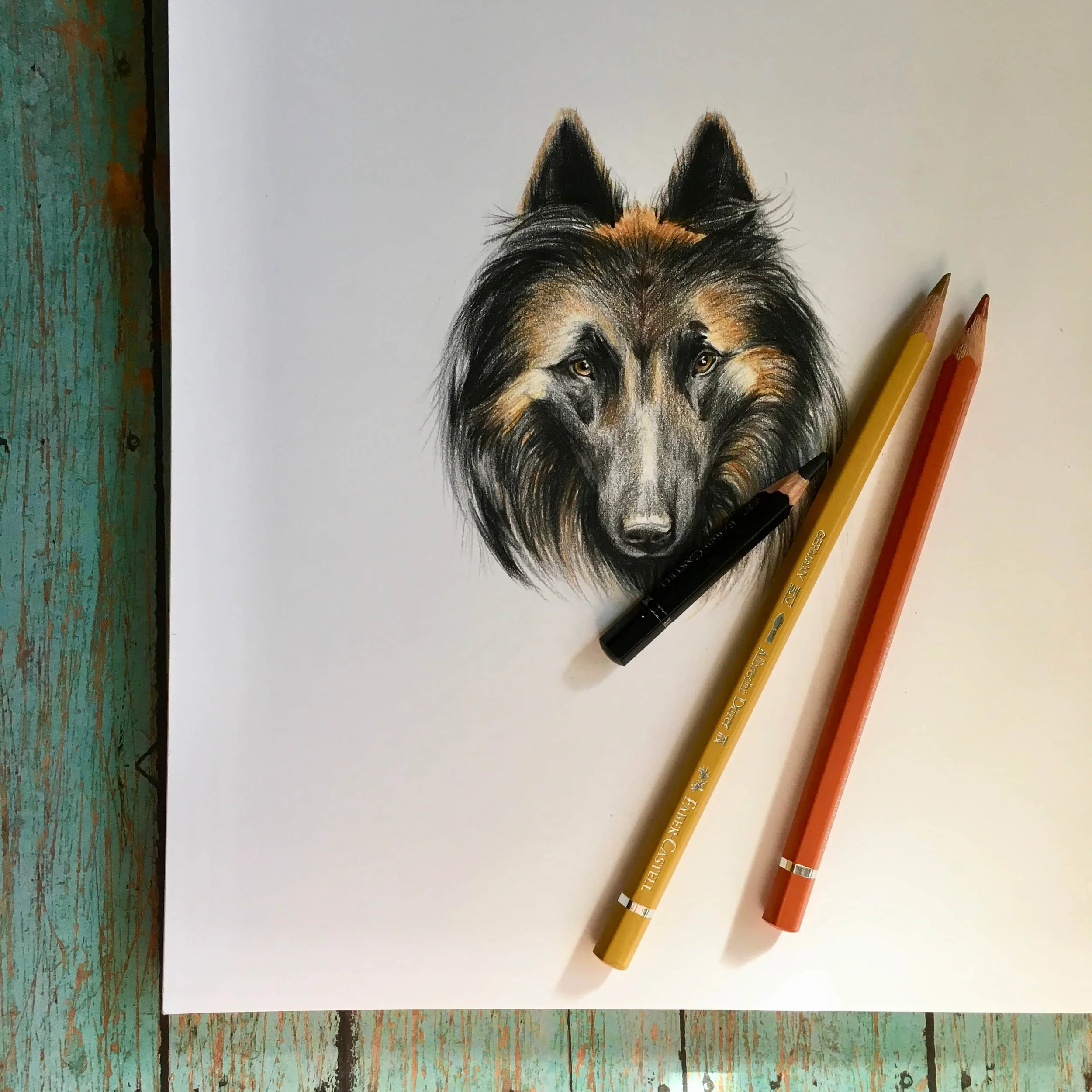 Realistic colored-pencil drawing of a Tervuren dog face on white paper with pencils beside it on a distressed turquoise wooden table