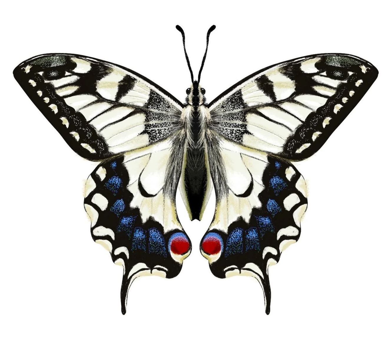 Hyper-realistic drawing of a black-and-white swallowtail butterfly with blue spots and red eyespots on its hindwings, shown against a white background