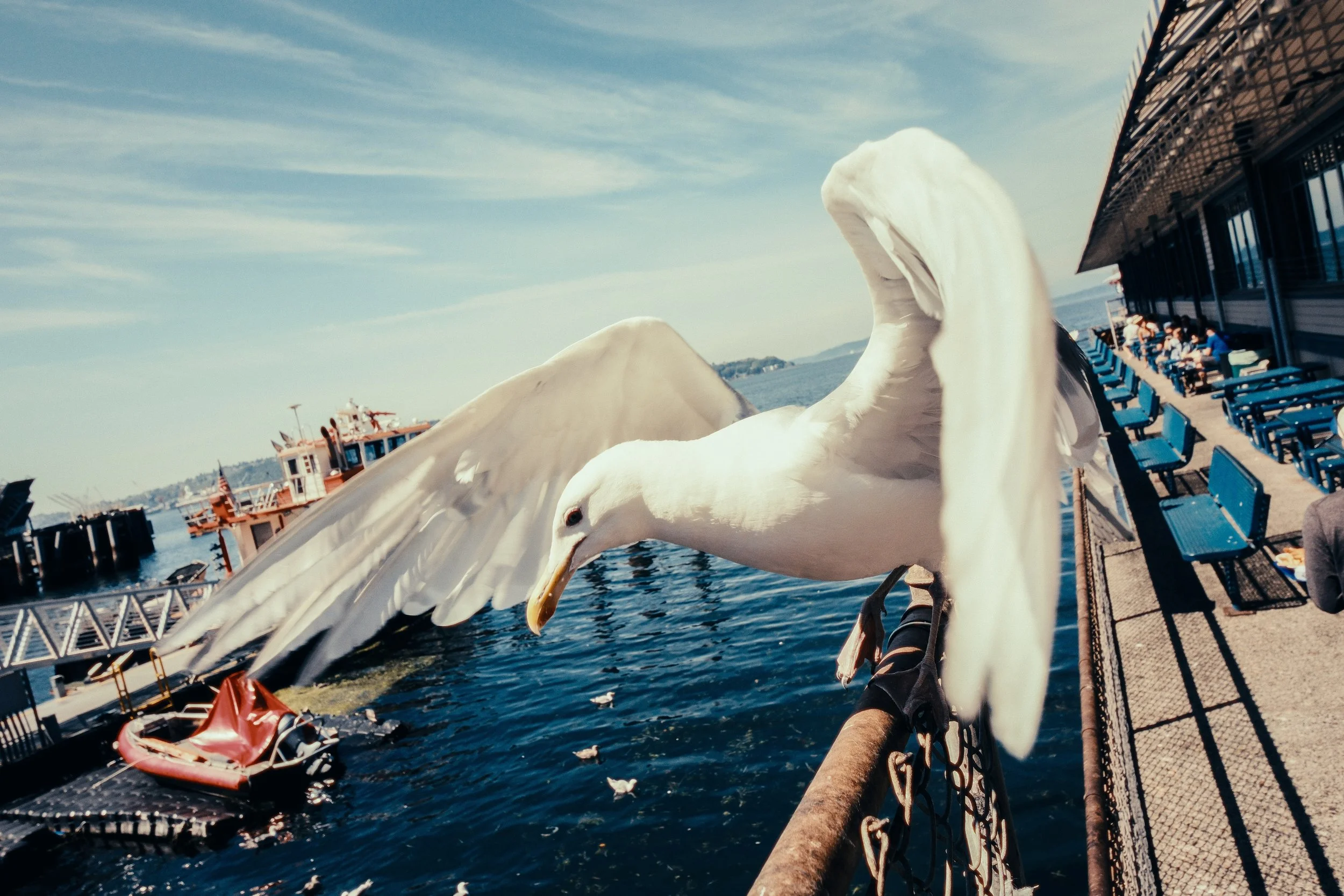 A white swan perched on a dock railing near a body of water with boats and people in the background.