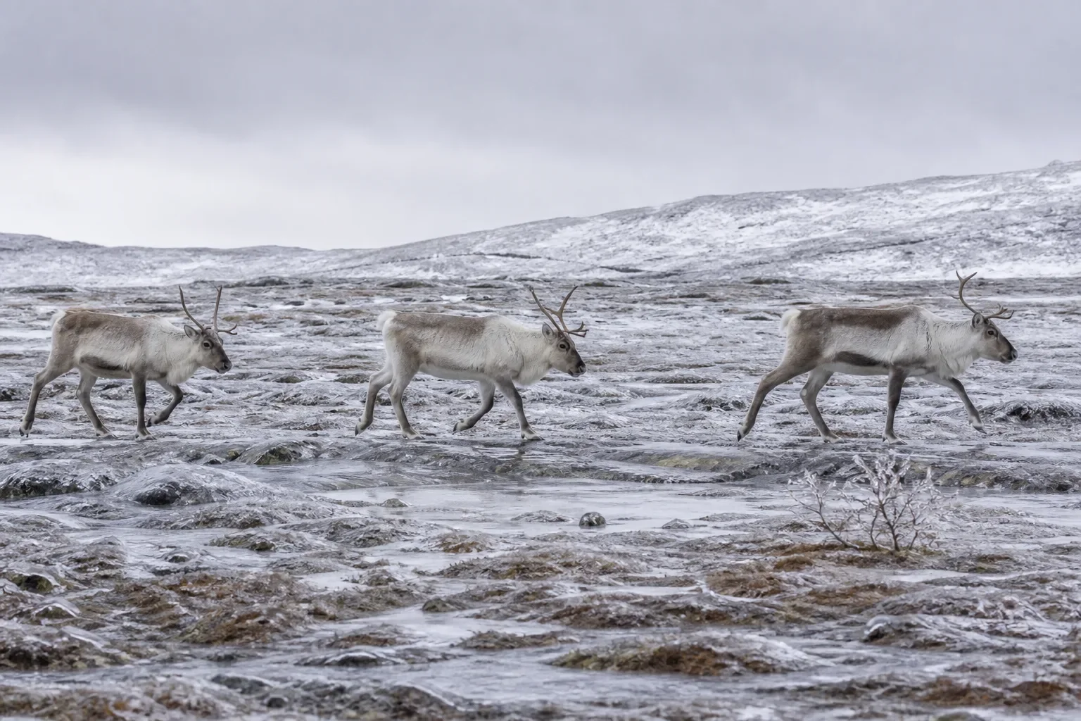 Three reindeer cross tundra glazed by a rain-on-snow event.