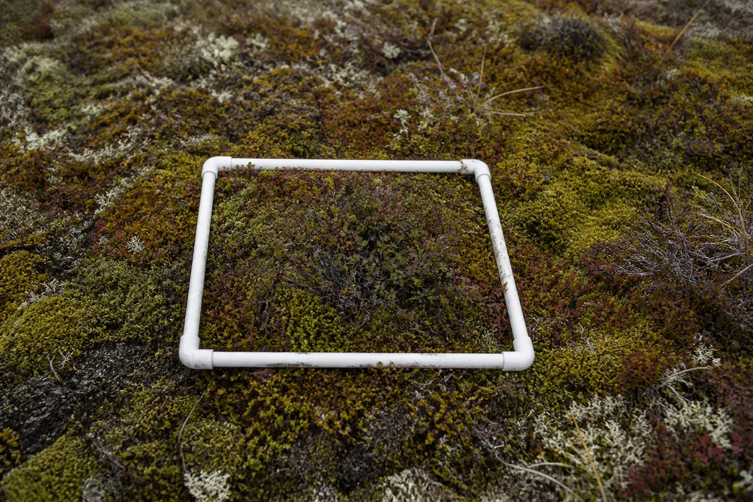 Tundra greenness: ask what changed