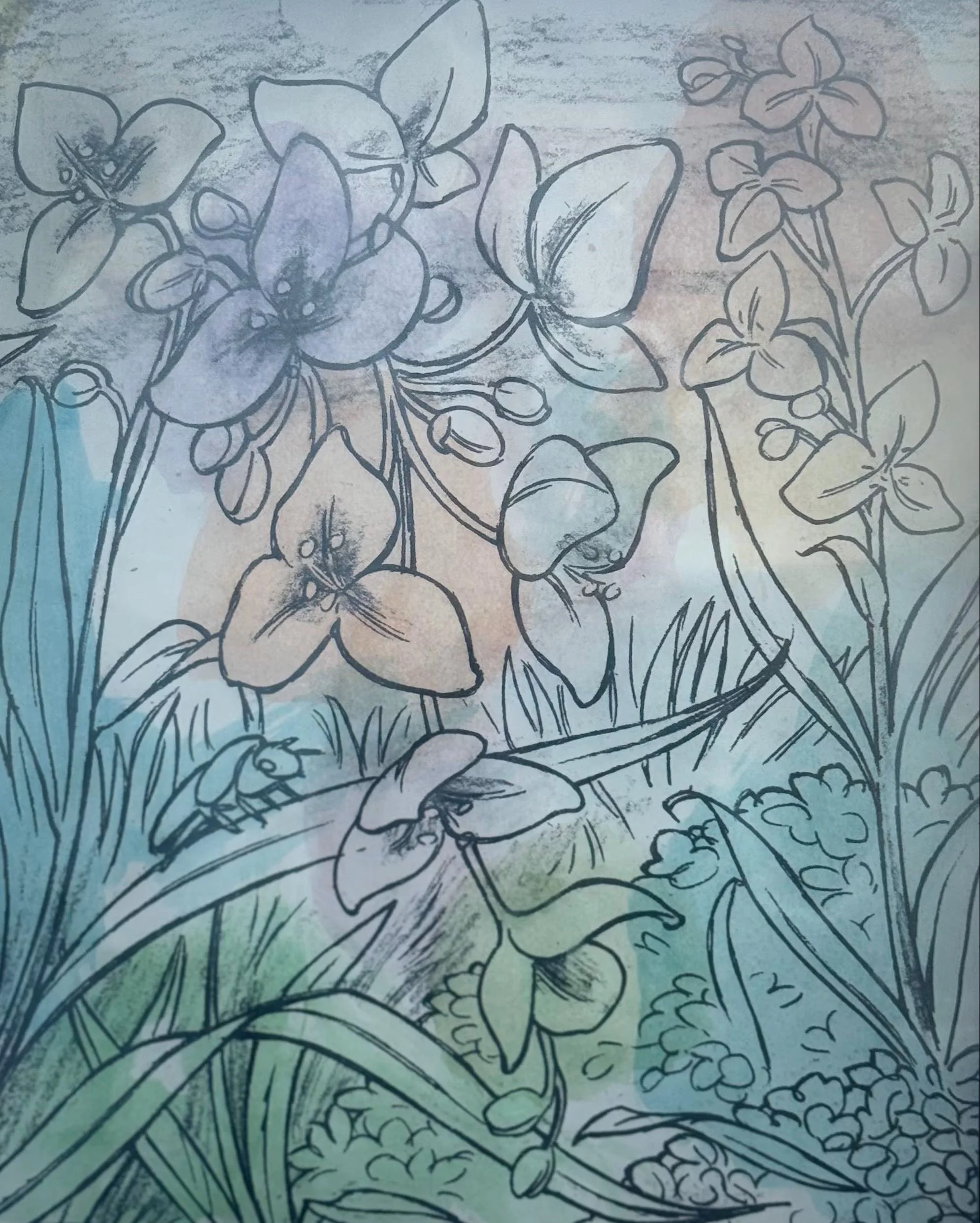 Lillies
