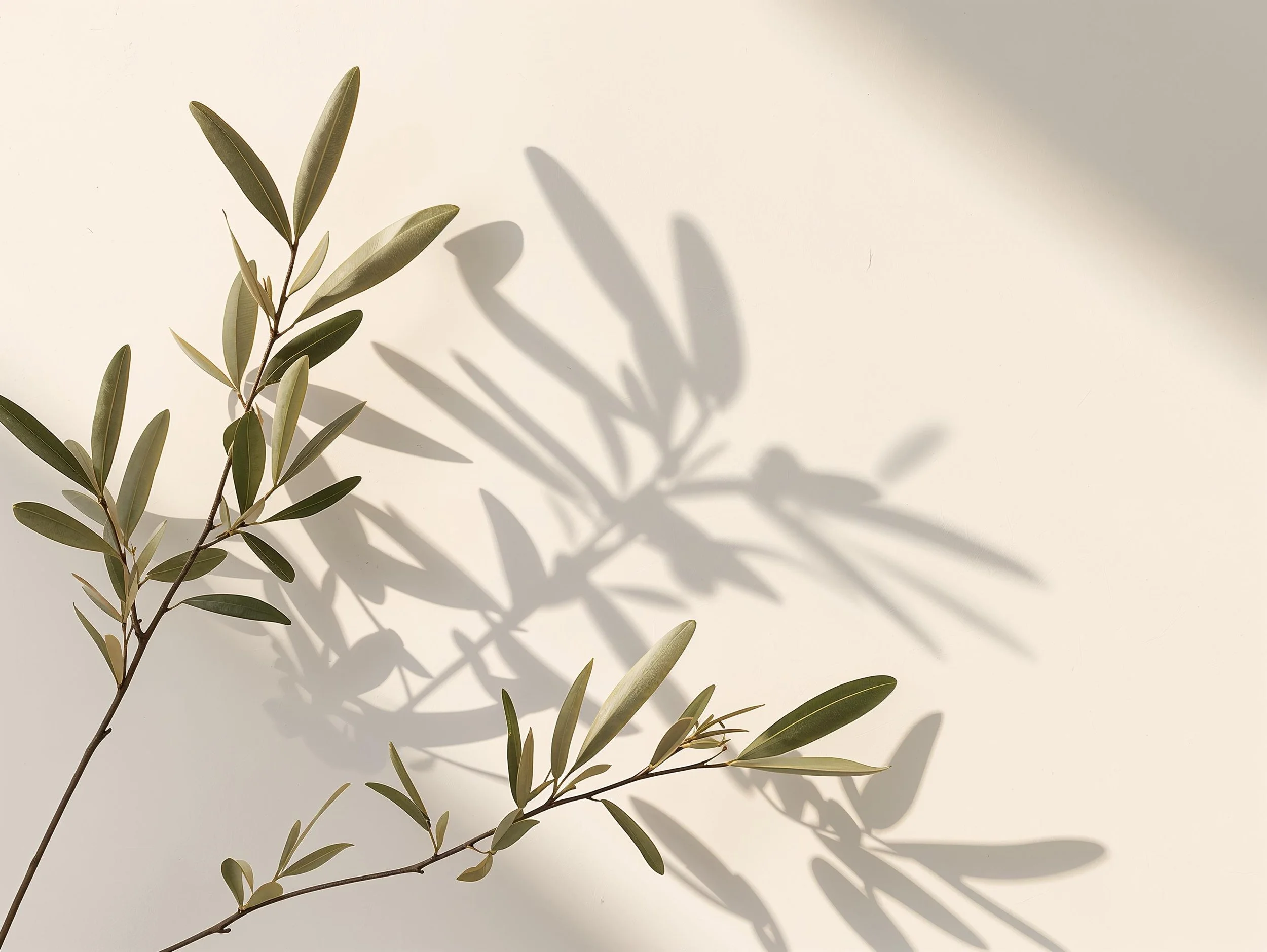 A branch with green, elongated oval leaves casting shadows on a plain white background.