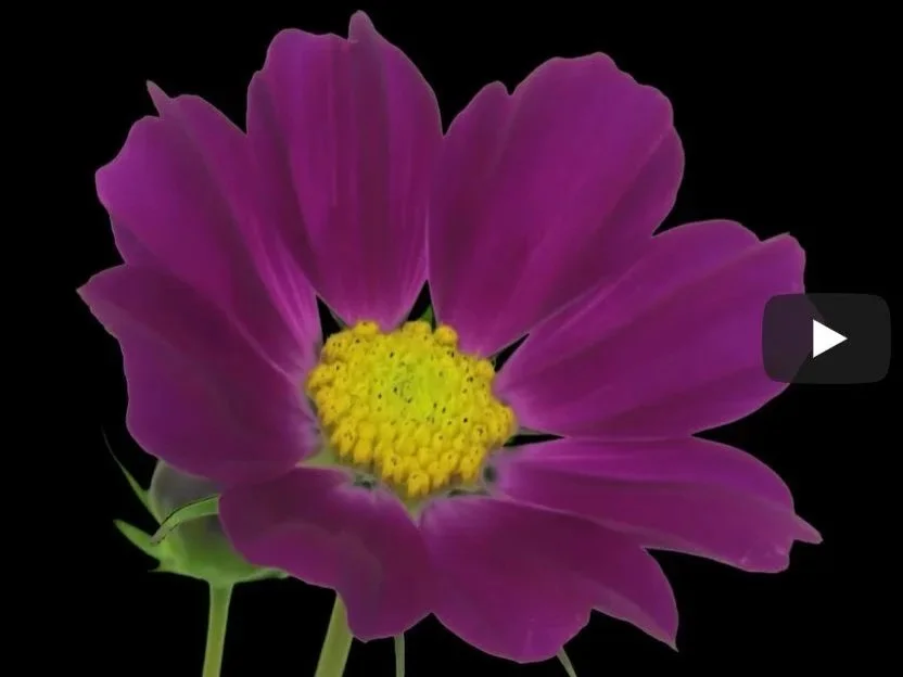 Cosmos YouTube video for EdenBrothers.com (I narrated and produced)