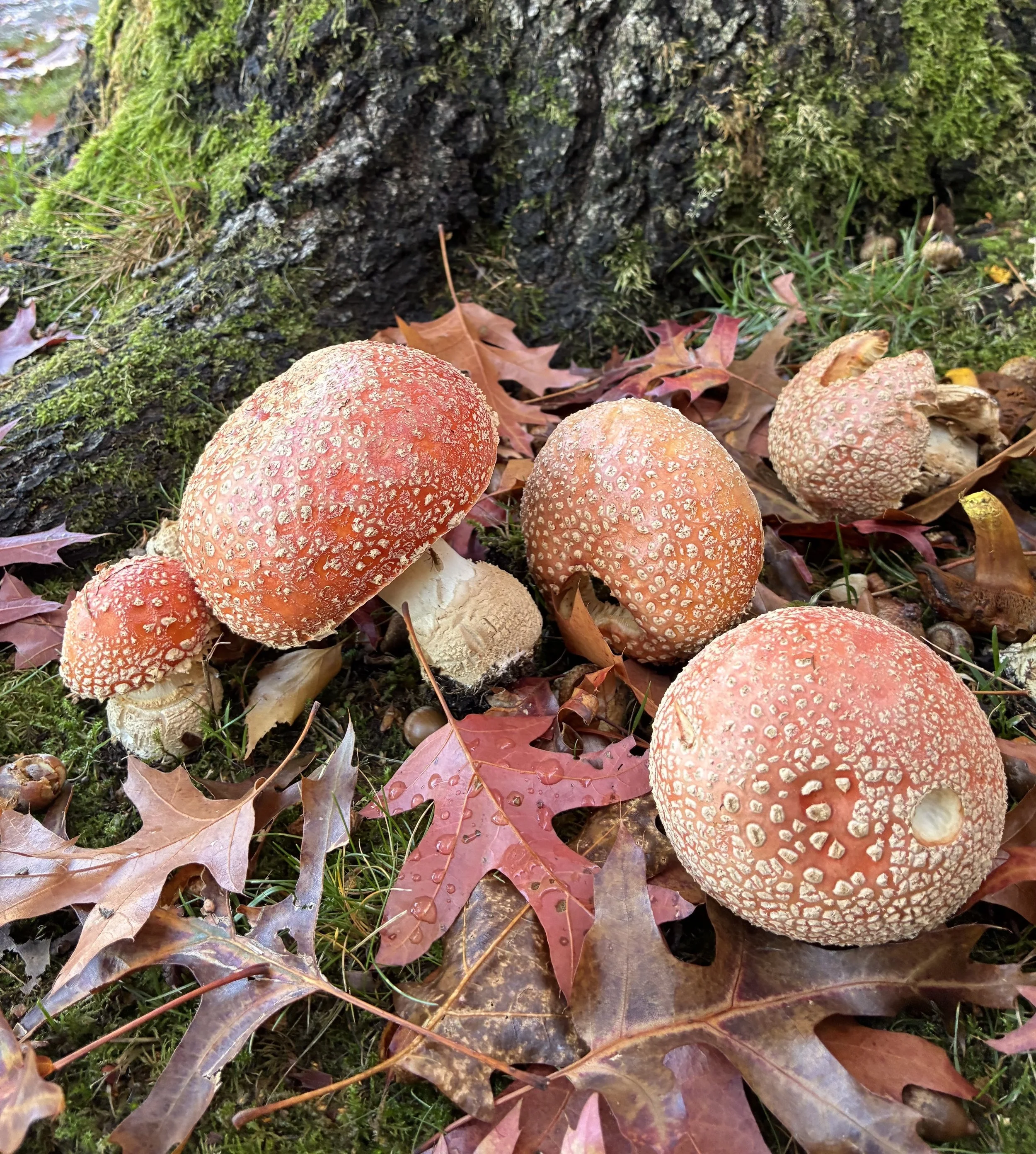 Autumn is upon us