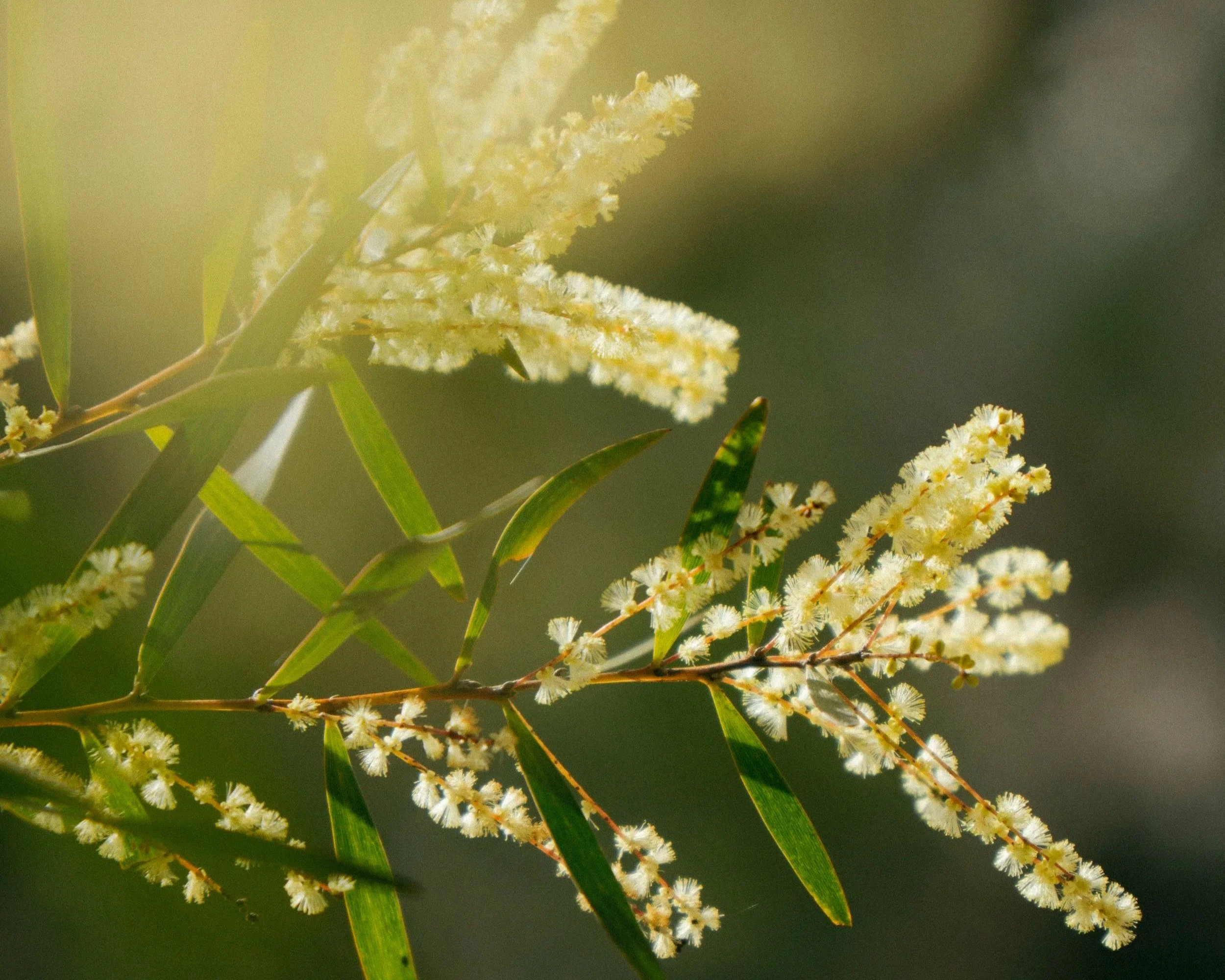 Close-up of white bottlebrush flowers and narrow green leaves on branching twigs in warm sunlight