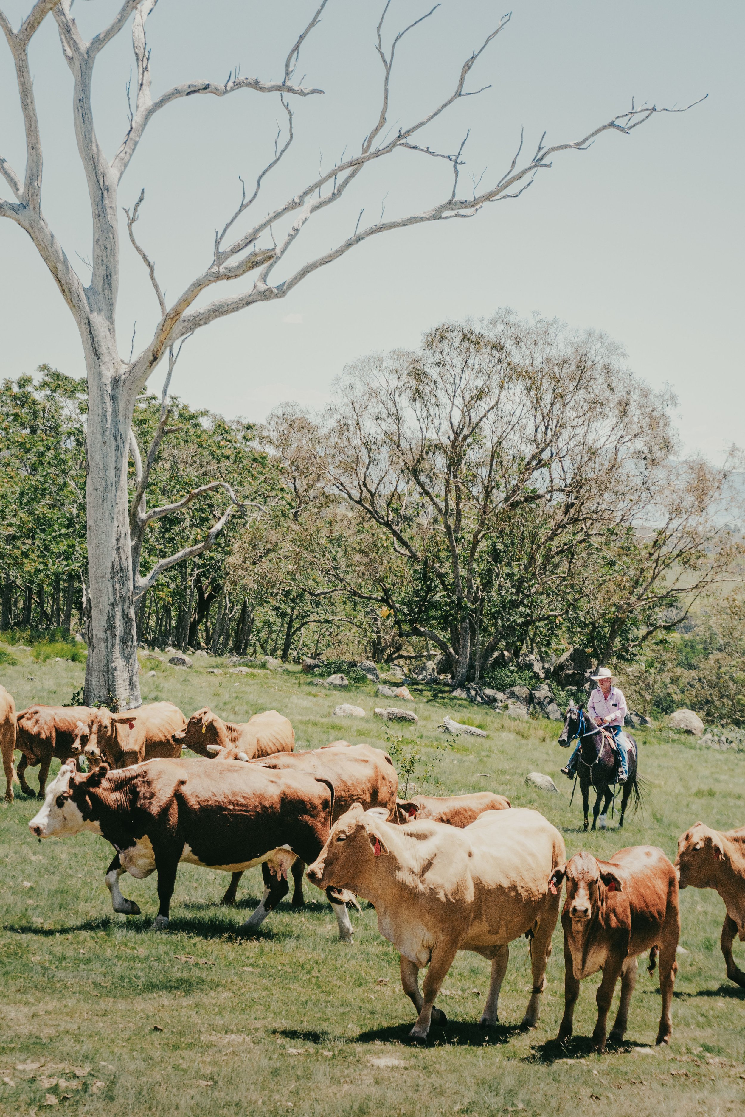 Herd of cattle grazing beneath large trees while a horseback rider herds them across a grassy field.