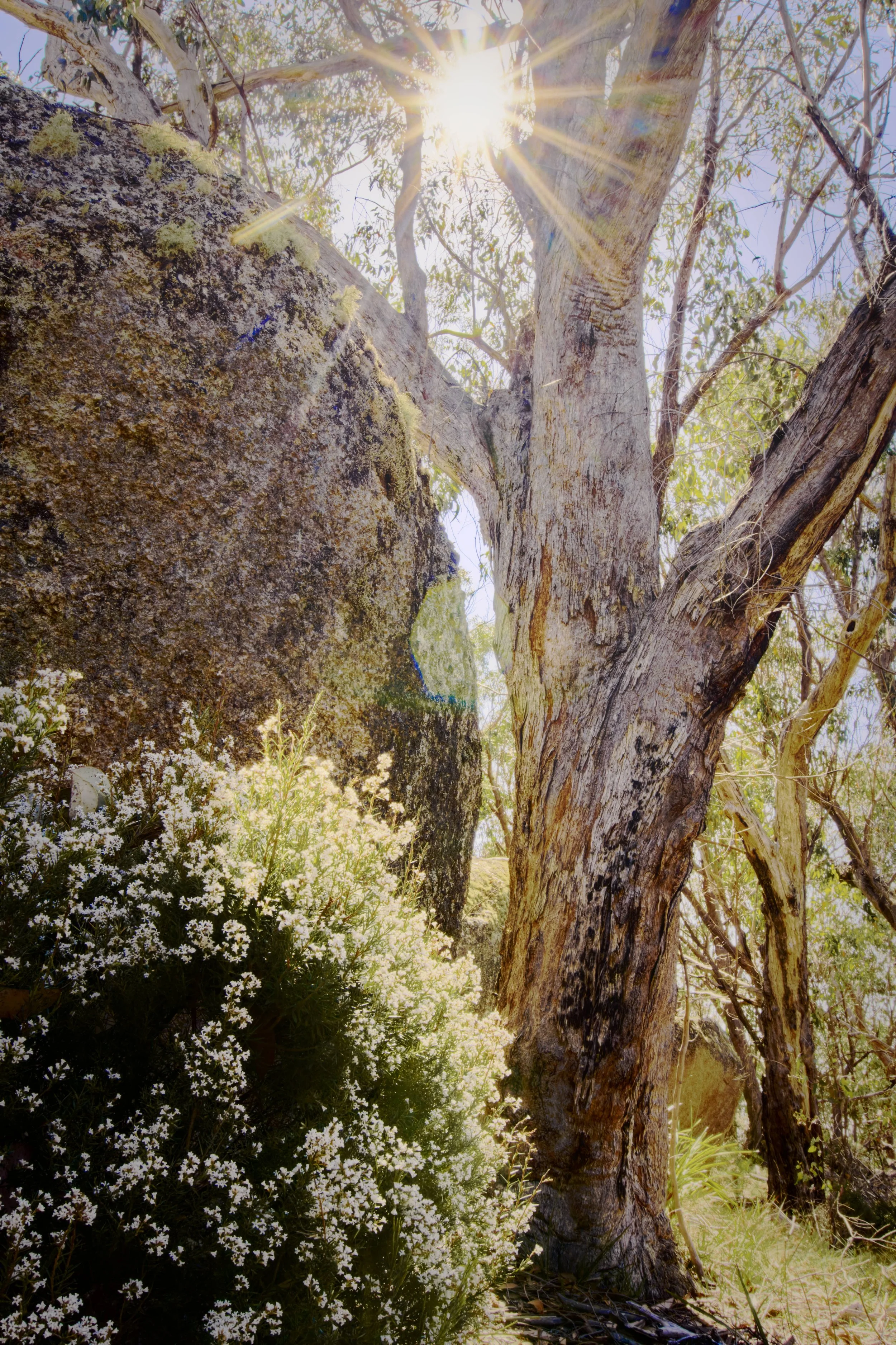 Sunlight shines through eucalyptus trees above a moss-covered rock surrounded by white wildflowers.
