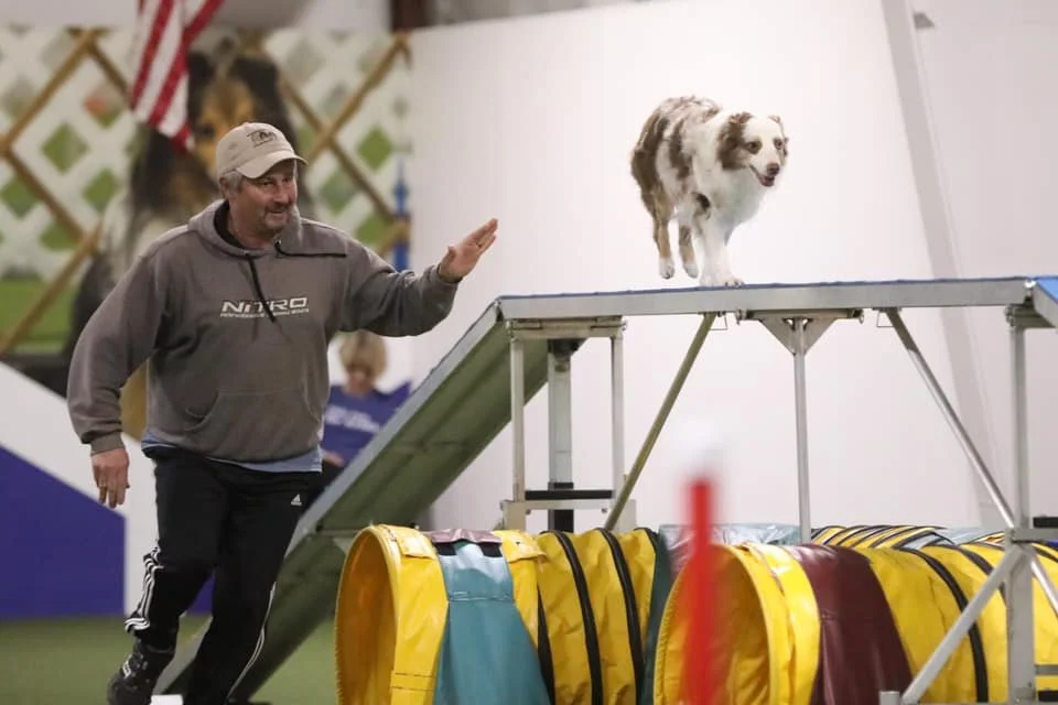 Splash - agility - dog walk.jpg