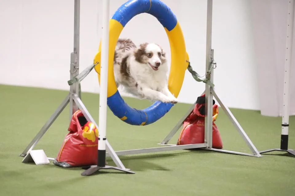 Splash - agility - tire.jpg