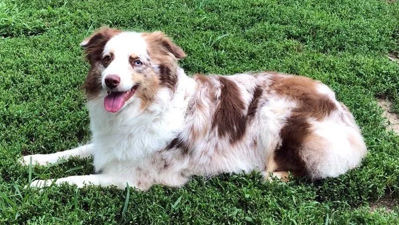 splash_laying_in_grass.jpg