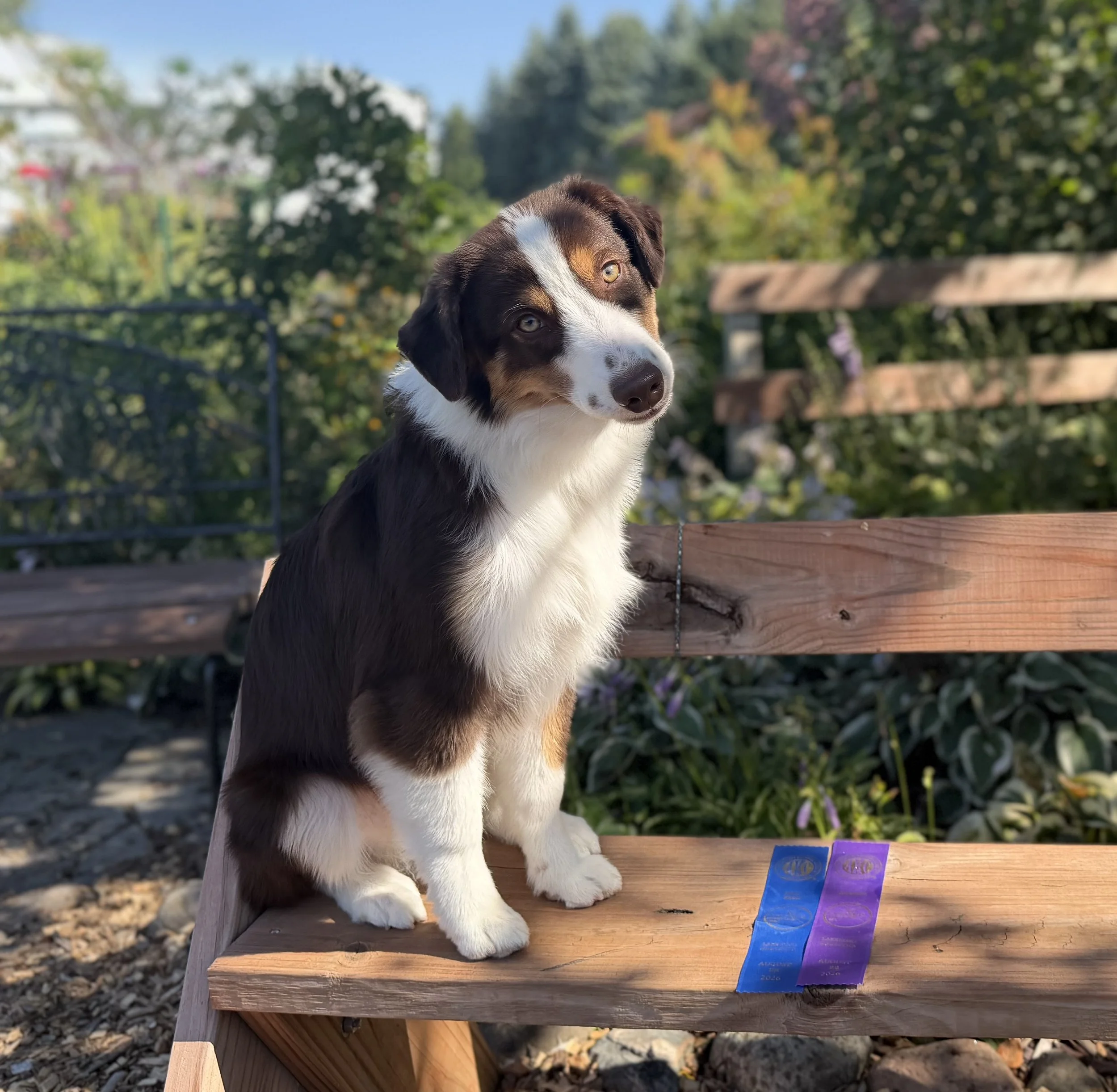 IMG_1287_dillinger.jpeg
