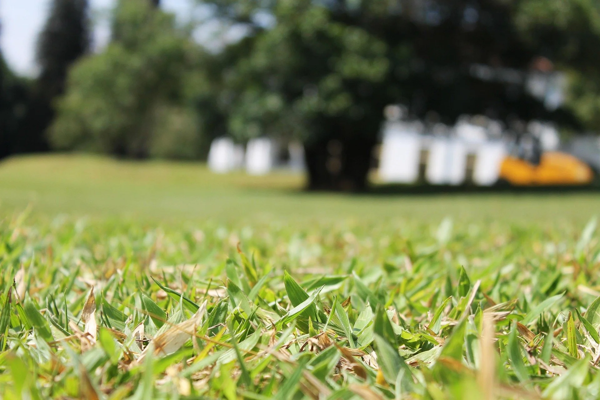 musthaqsms-greenery-211852_1920.jpg