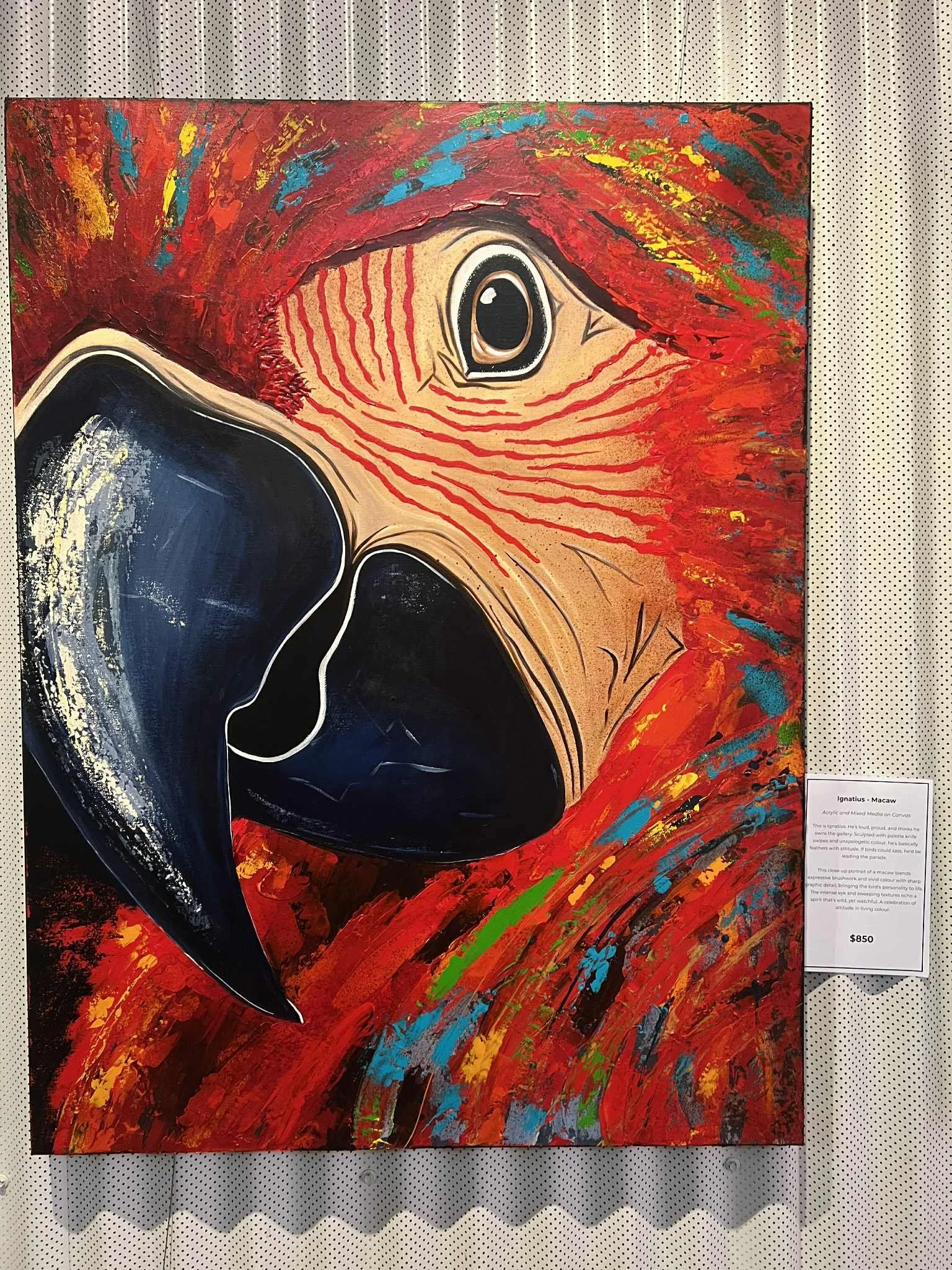 Ignatius - Macaw