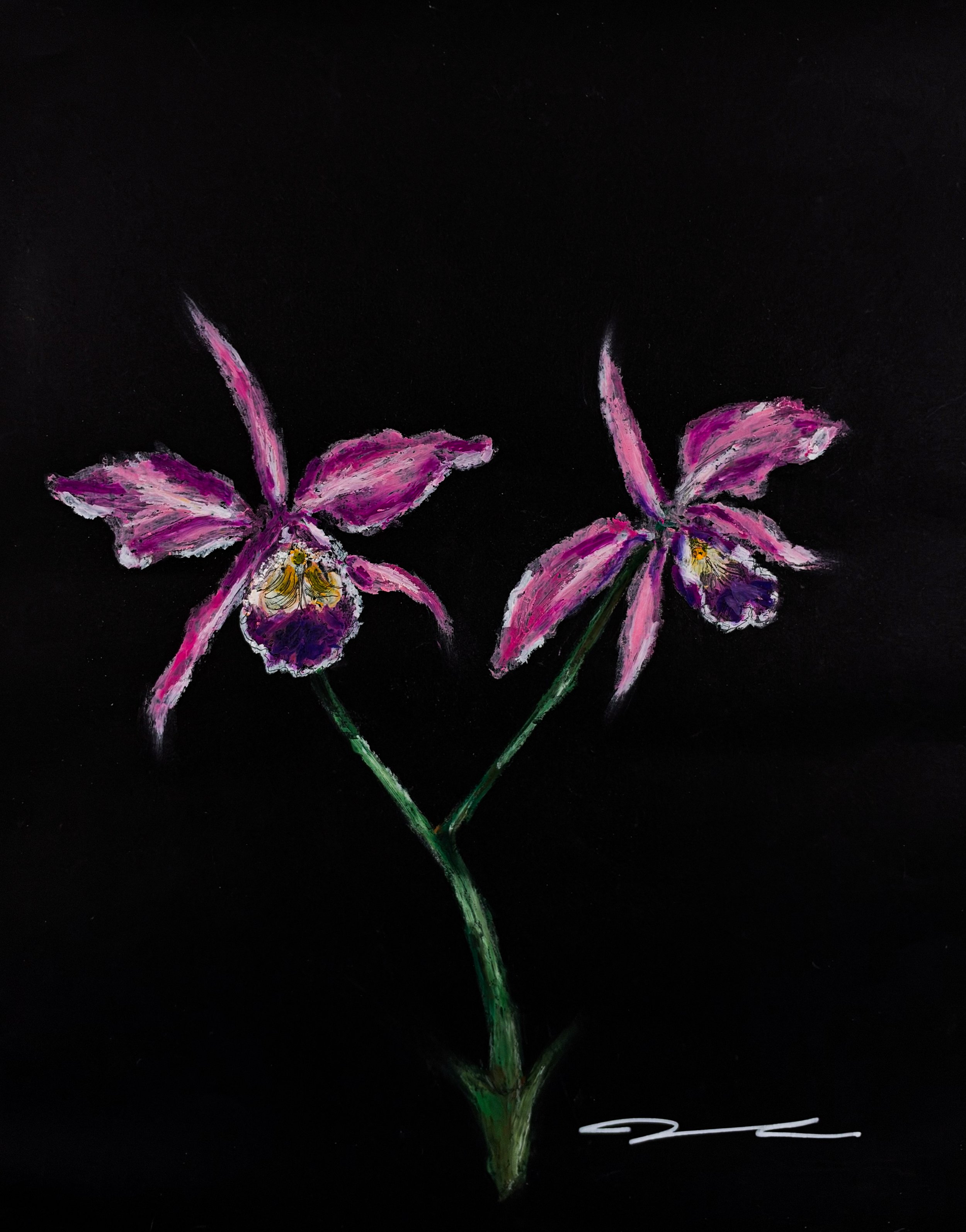 'Cattleya Orchid, Study I' 2026 Print