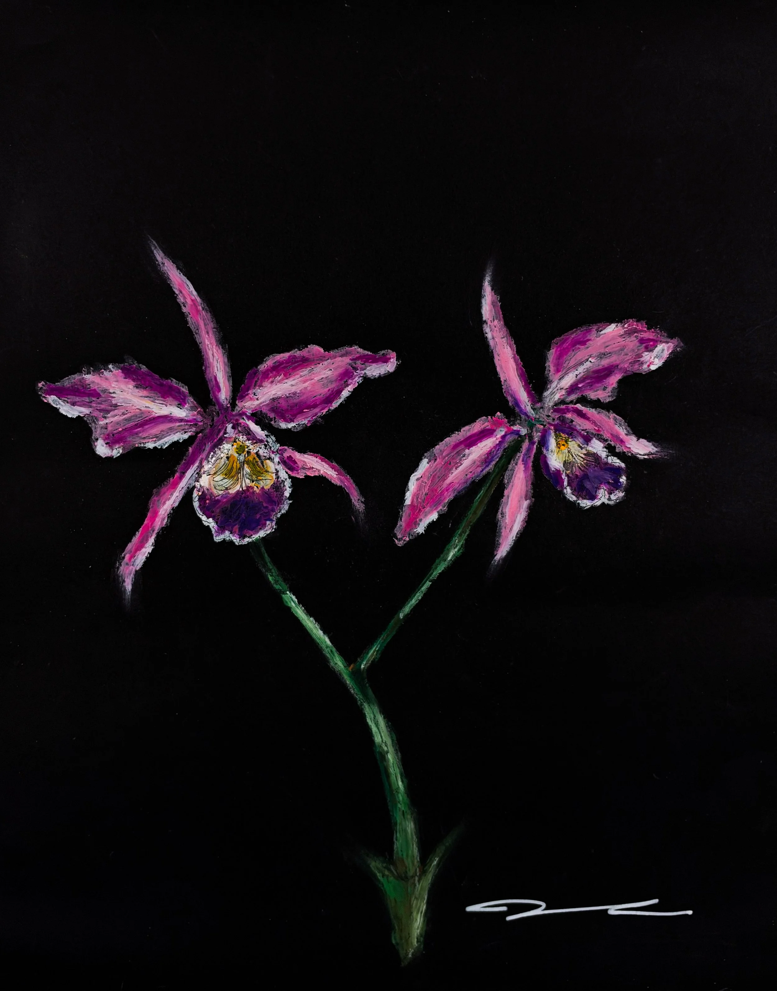 Original oil pastel drawing of two purple Cattleya orchids on black paper, by Vito Akosta.