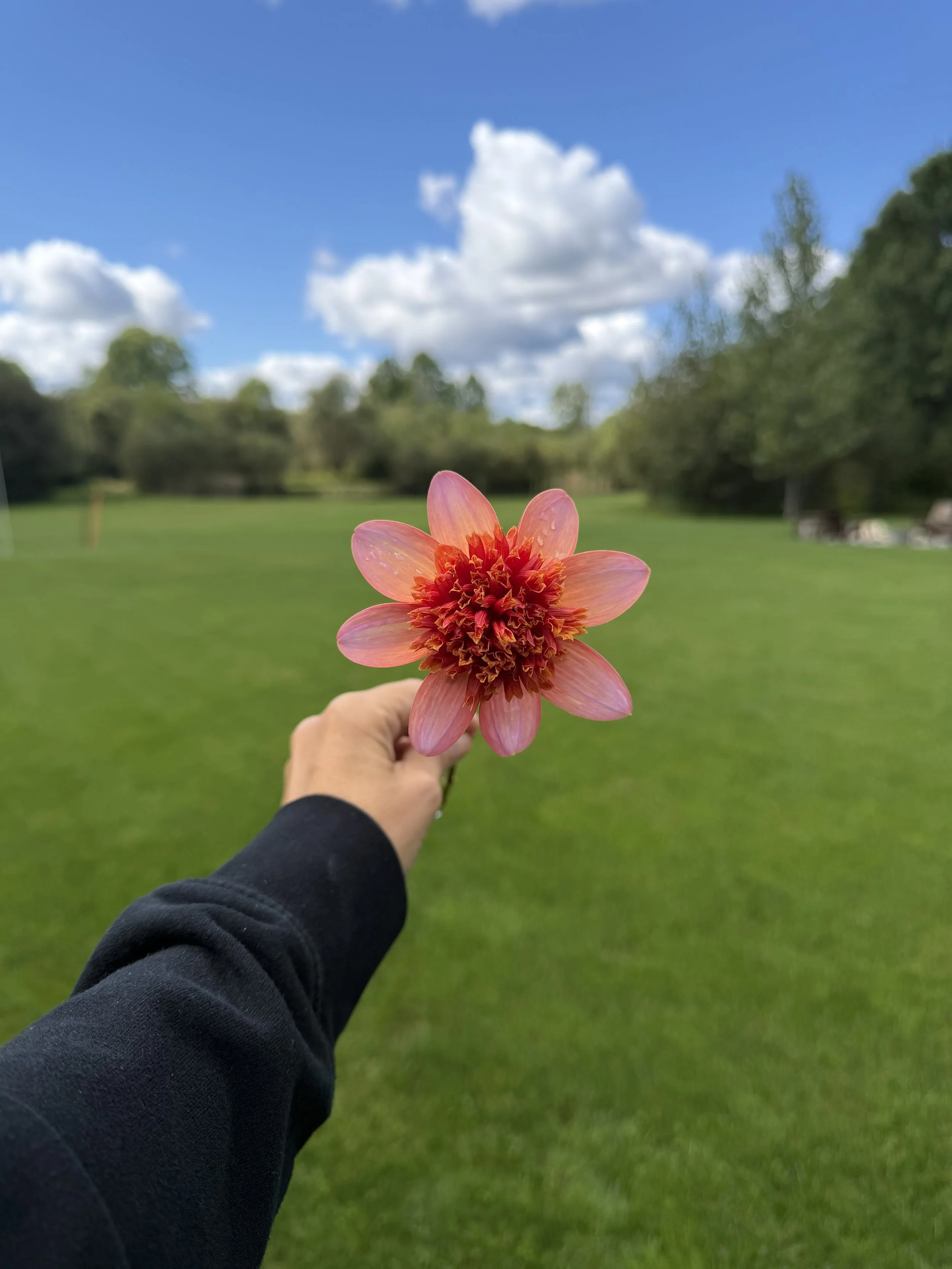 IMG_0208.jpeg