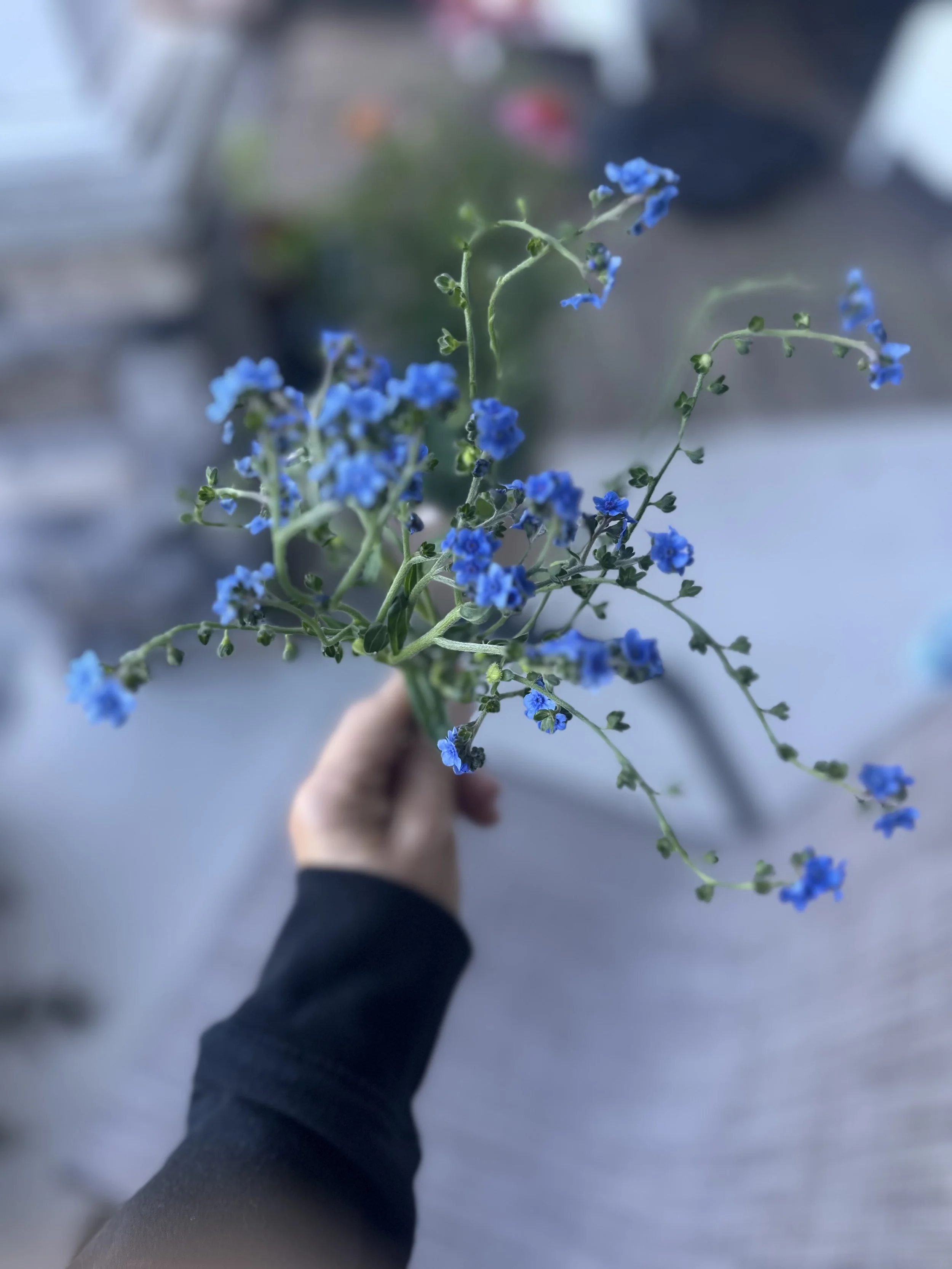 IMG_7278.jpeg