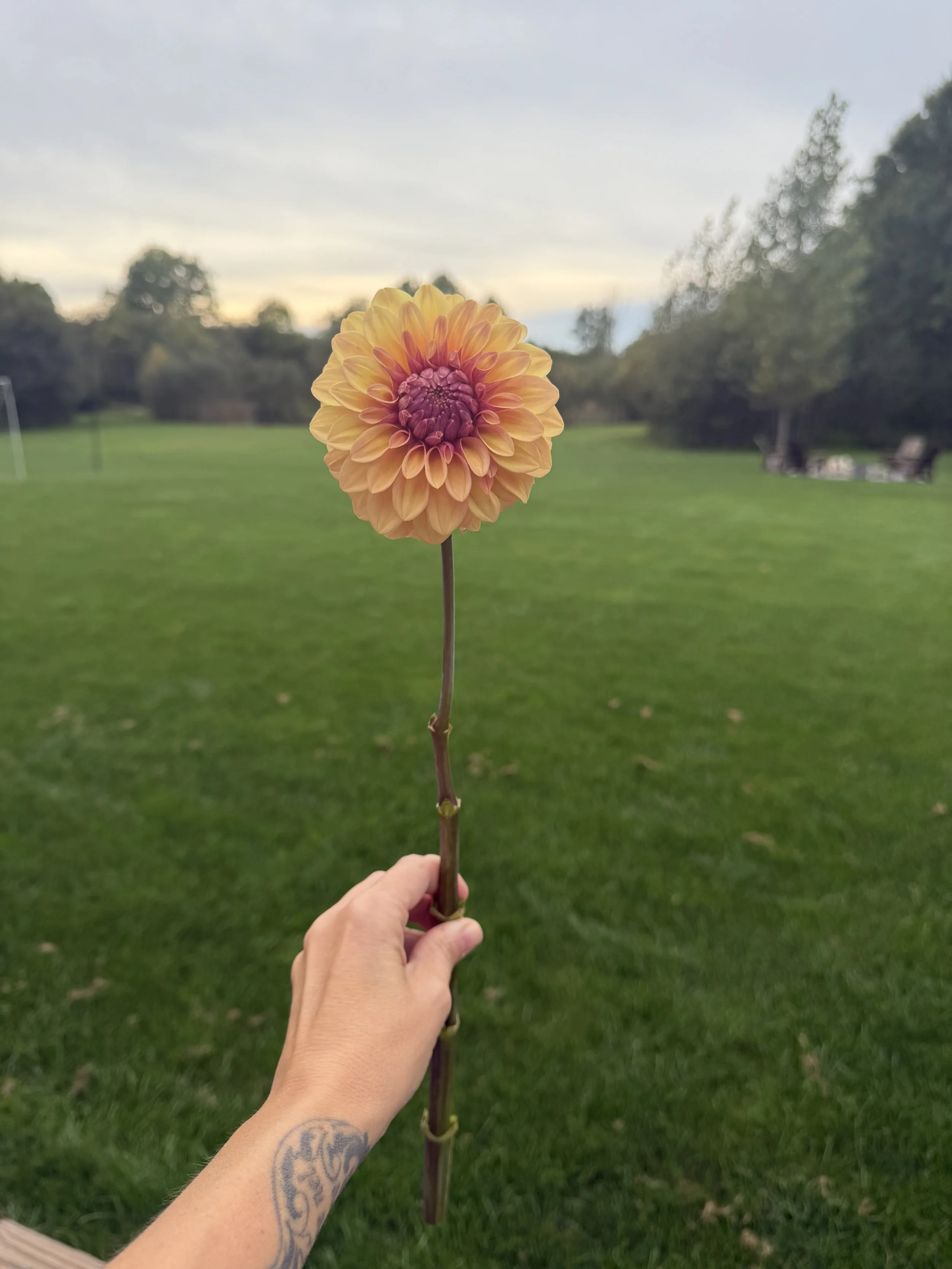IMG_0430.jpeg